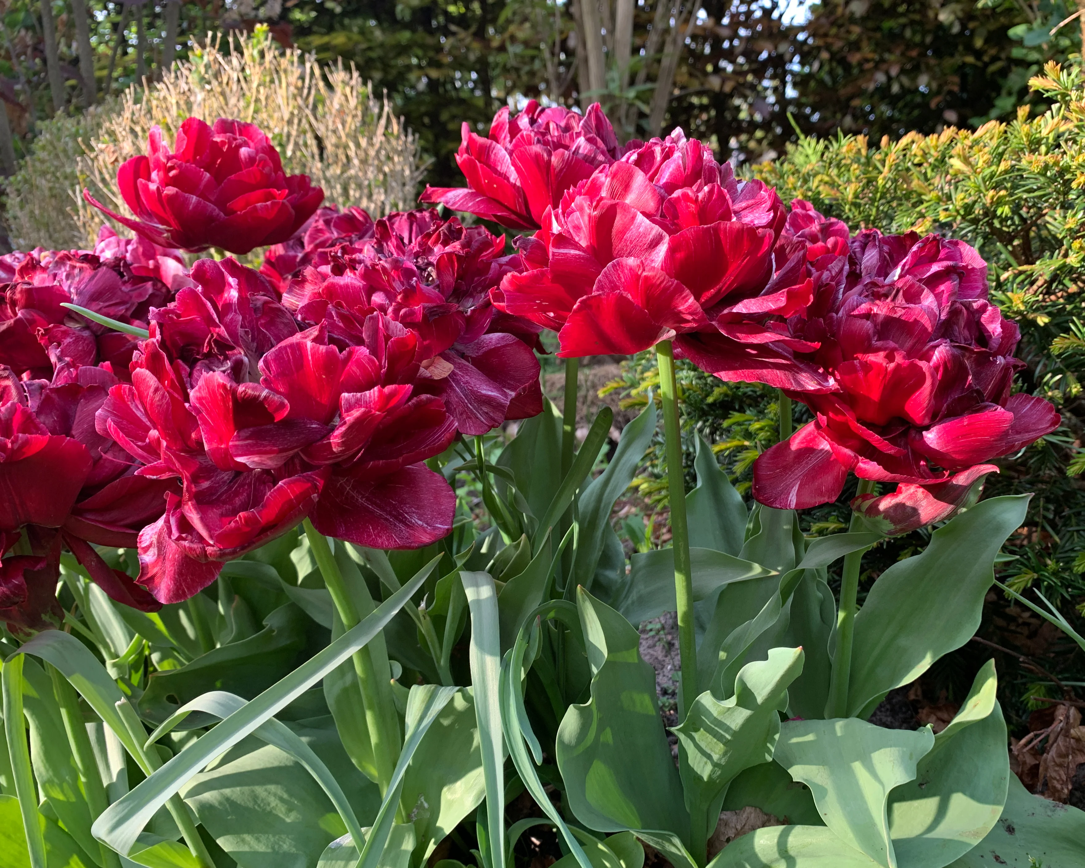 Tulip 'Nachtwacht' - Image 8