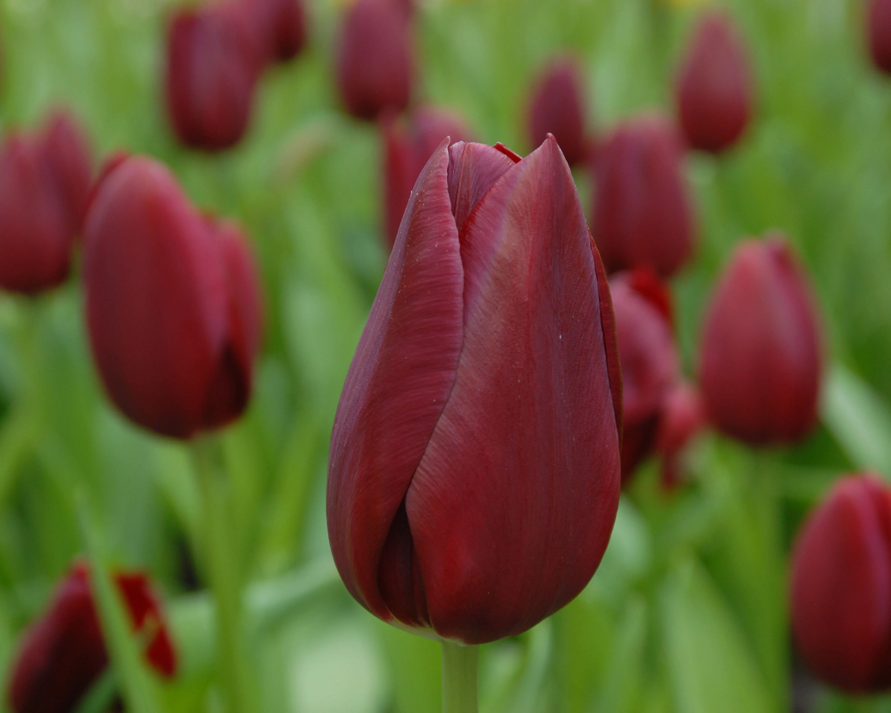 Tulip 'National Velvet' - Image 3