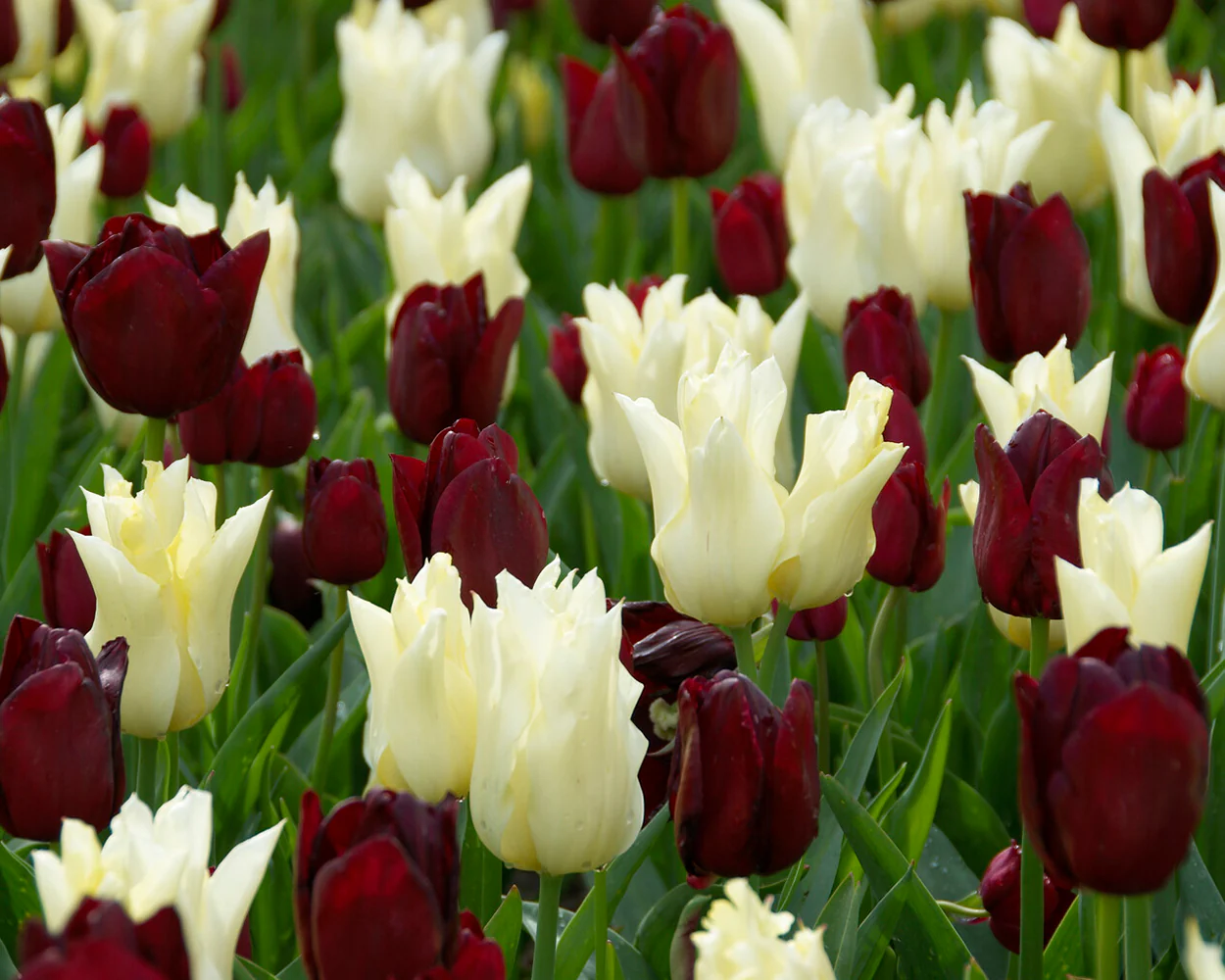 Tulip 'National Velvet' - Image 4