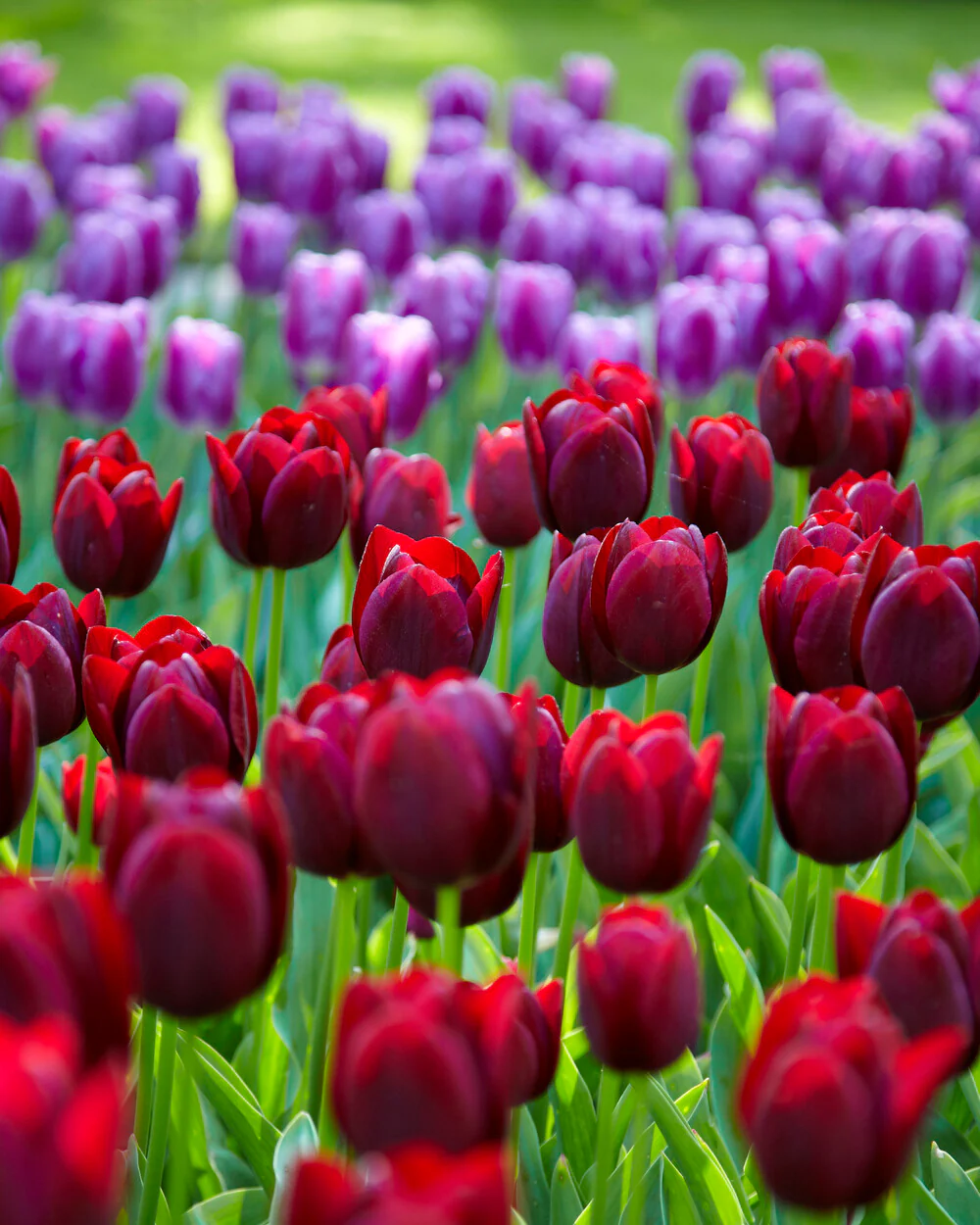 Tulip 'National Velvet' - Image 5