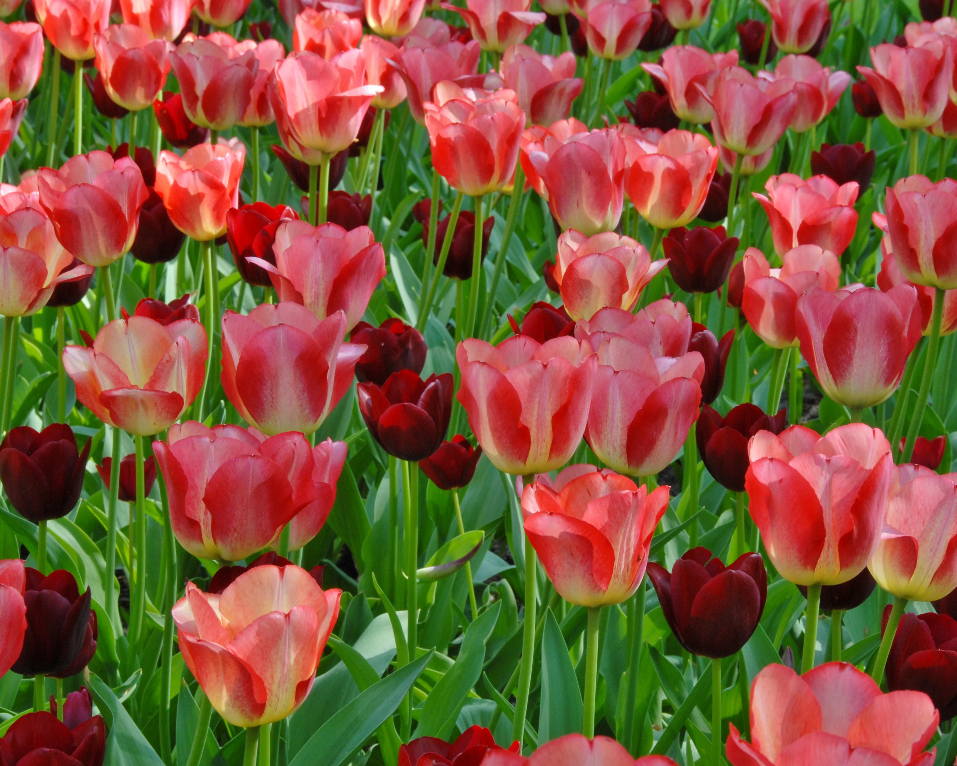Tulip 'National Velvet' - Image 6