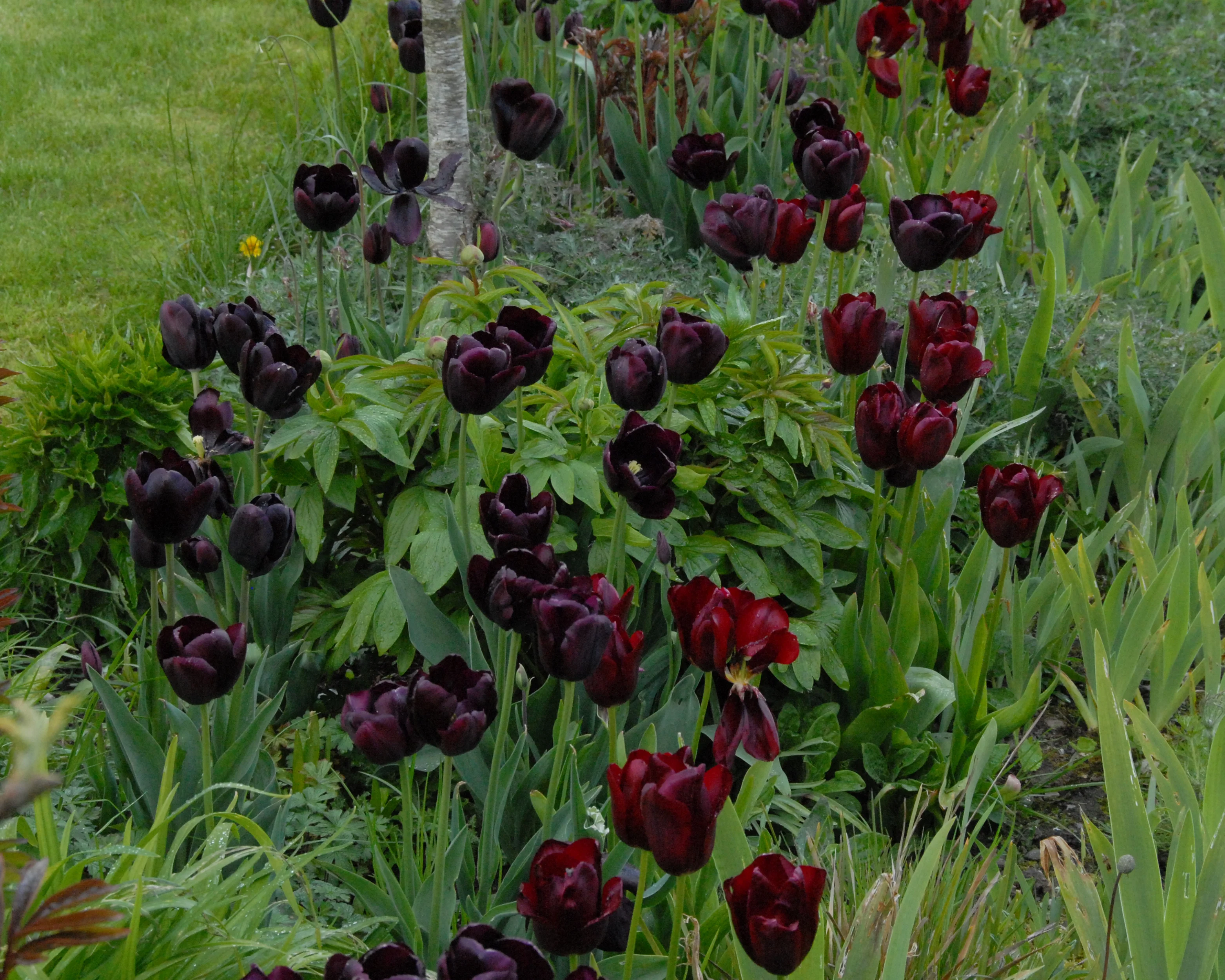Tulip 'National Velvet' - Image 8