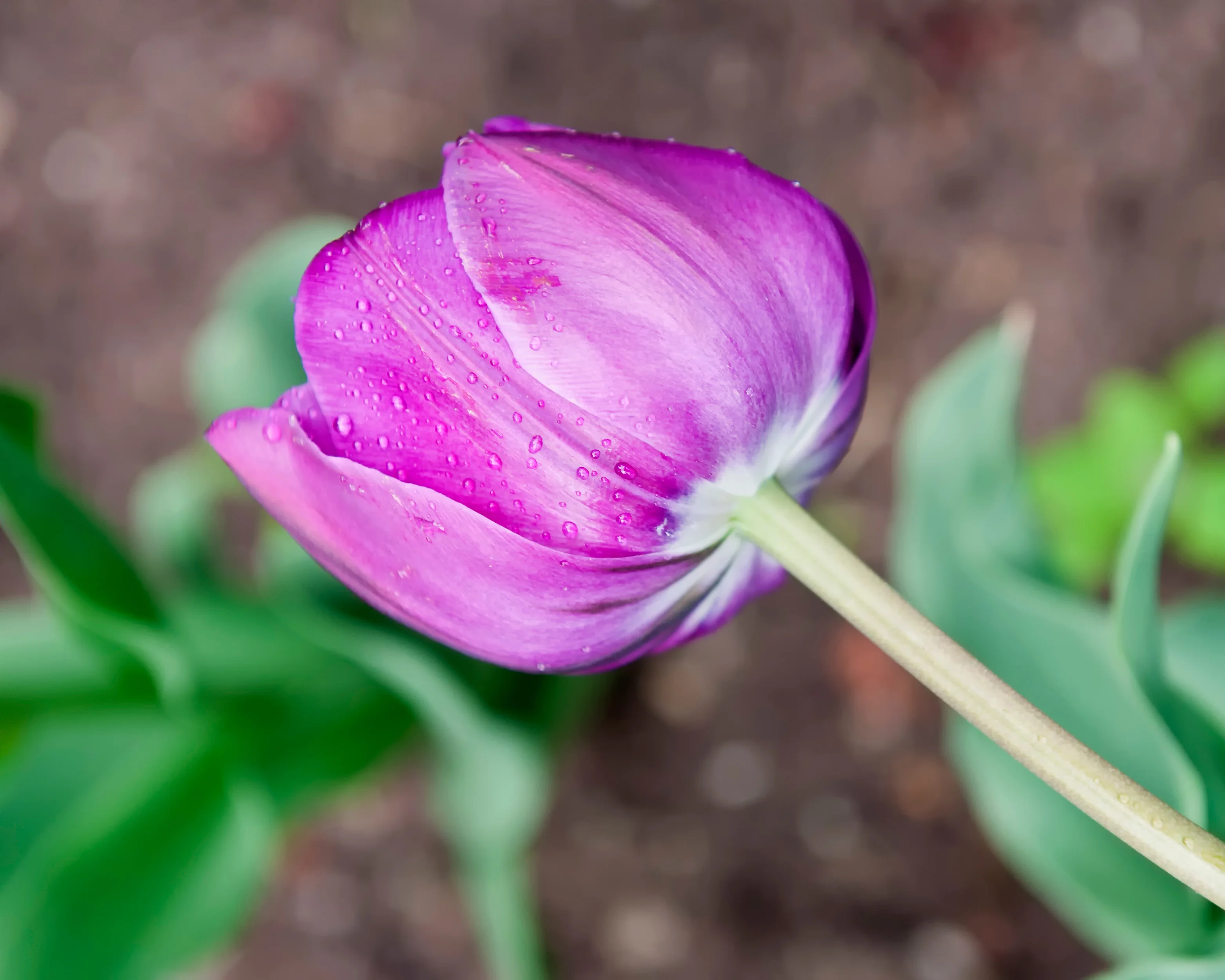 Tulip 'Negrita Double' - Image 3