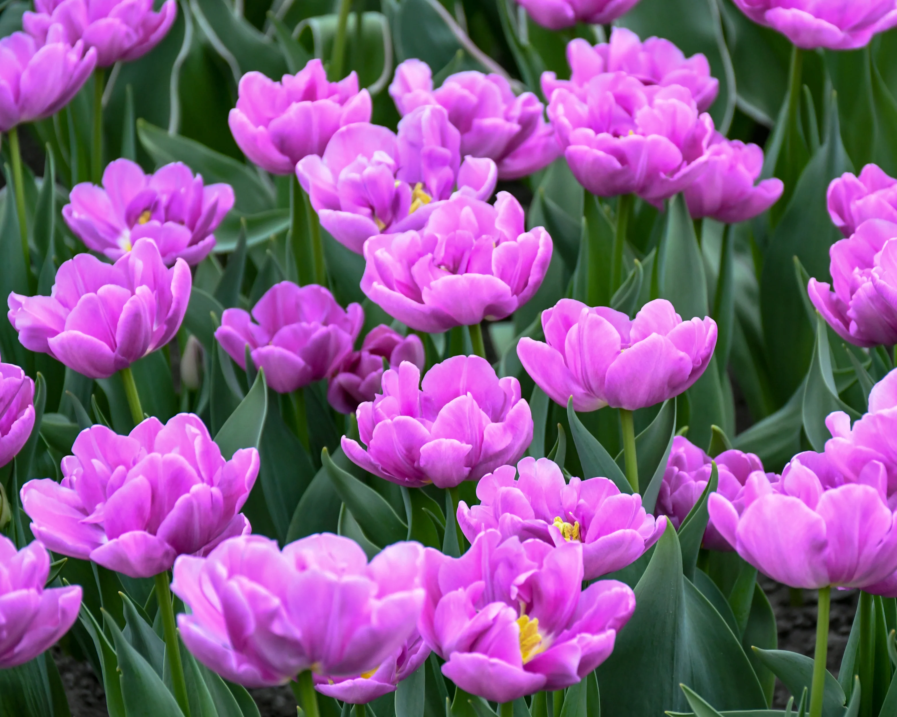 Tulip 'Negrita Double' - Image 4