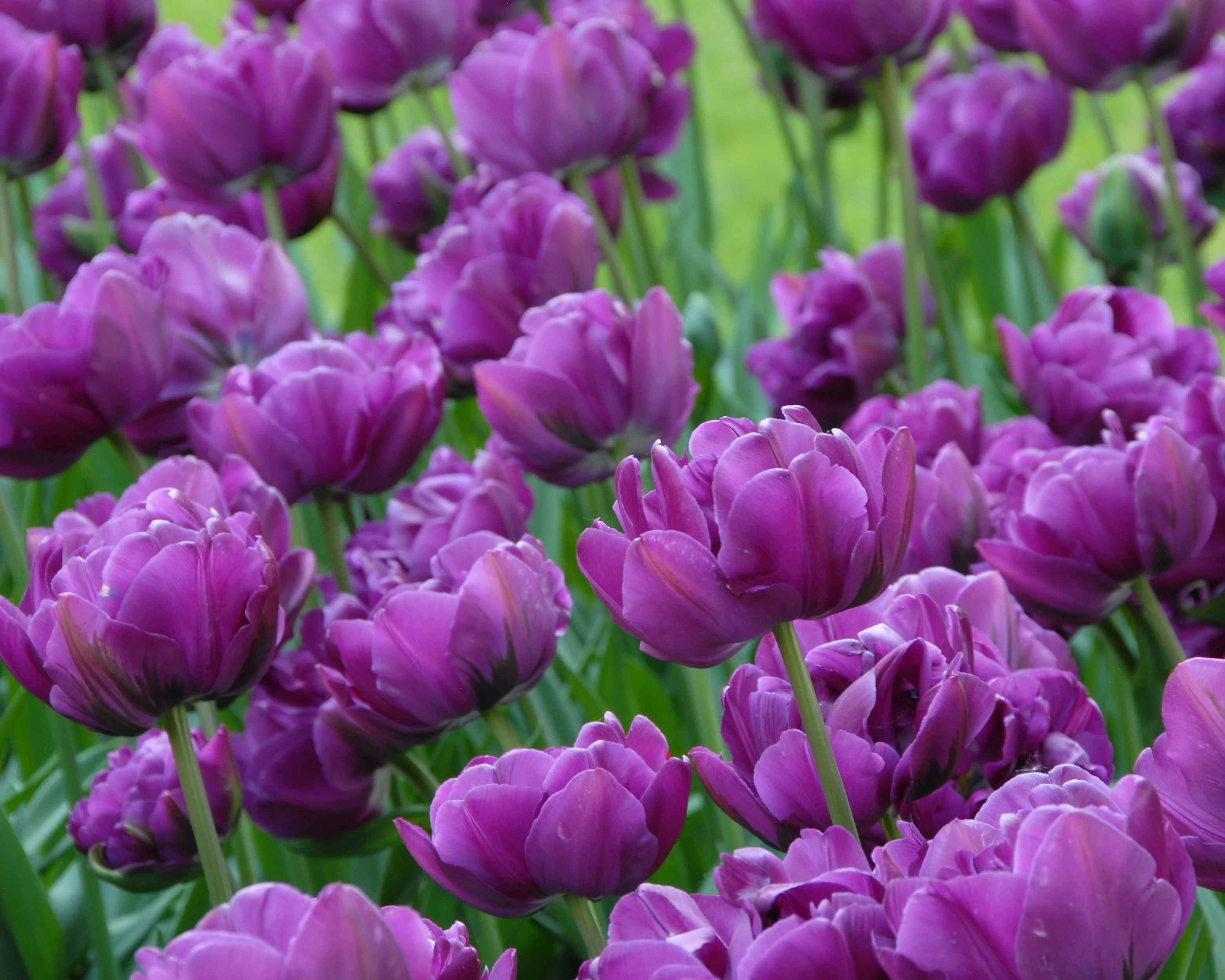 Tulip 'Negrita Double' - Image 7