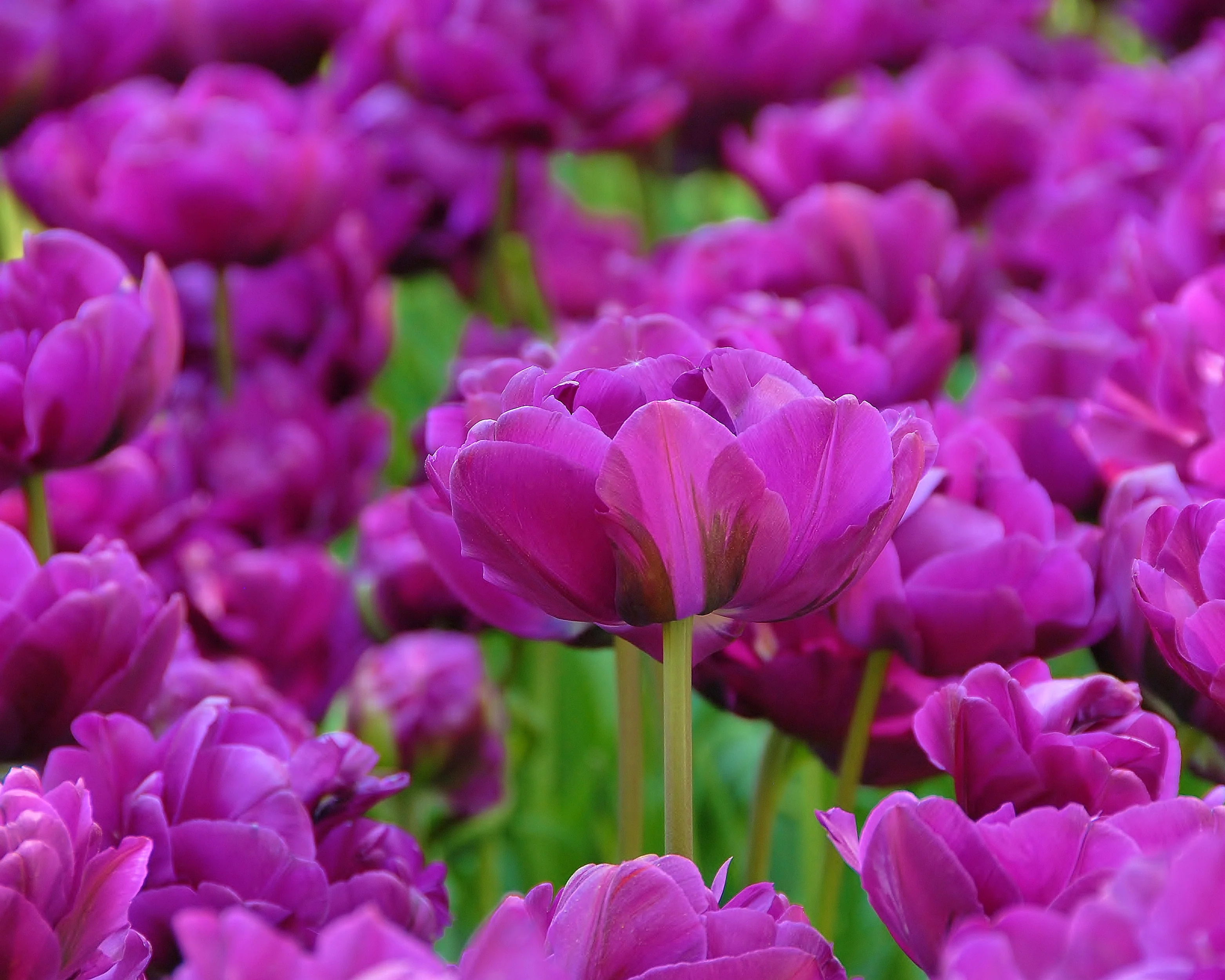 Tulip 'Negrita Double' - Image 8