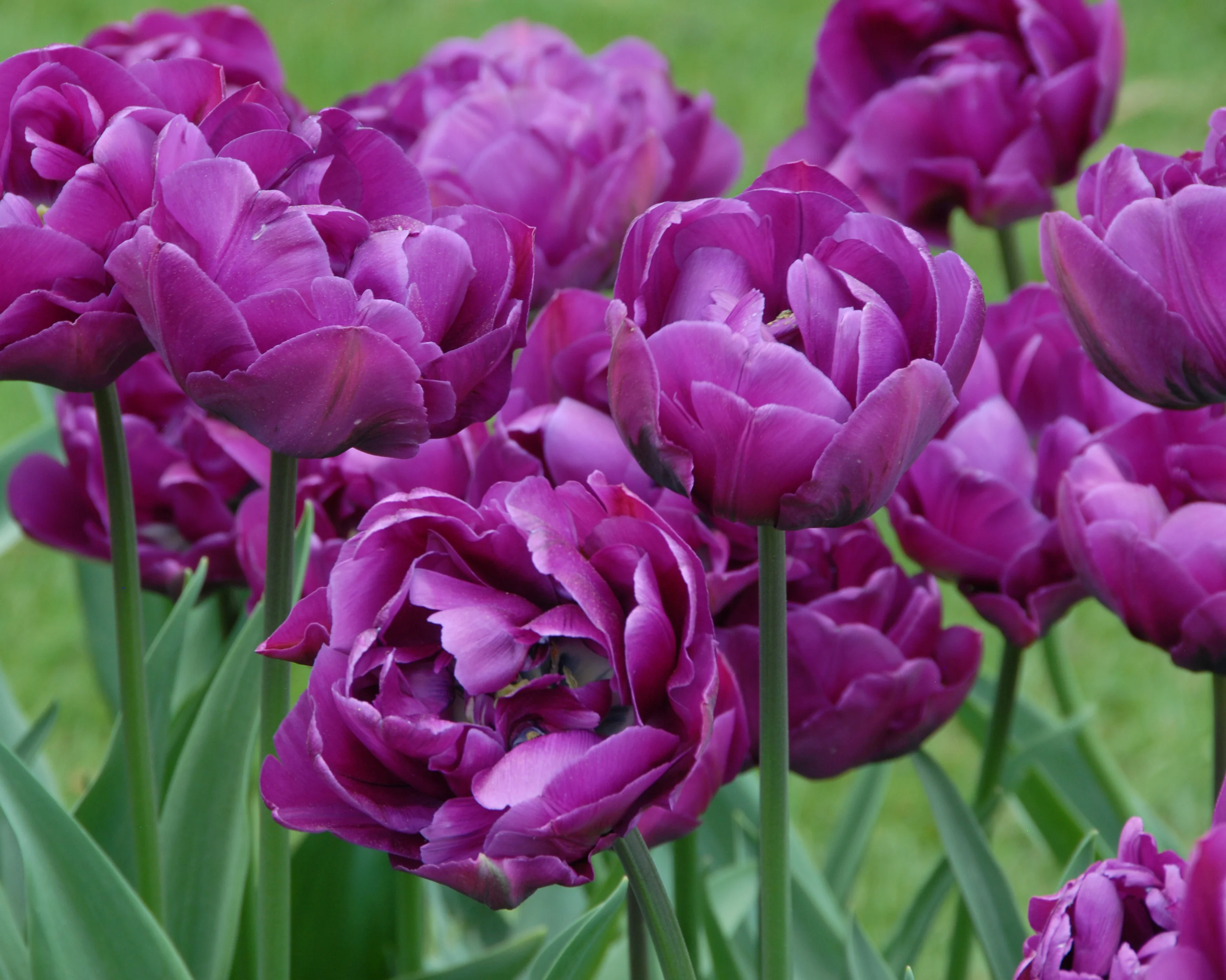Tulip 'Negrita Double' - Image 9