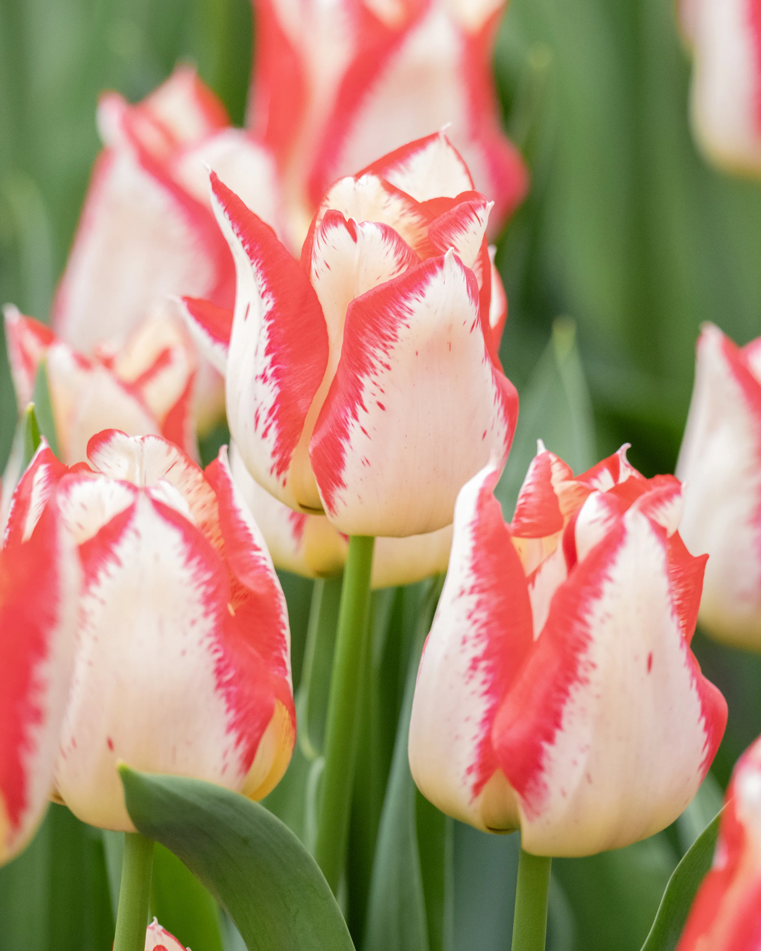Tulip 'Nemo' - Image 3