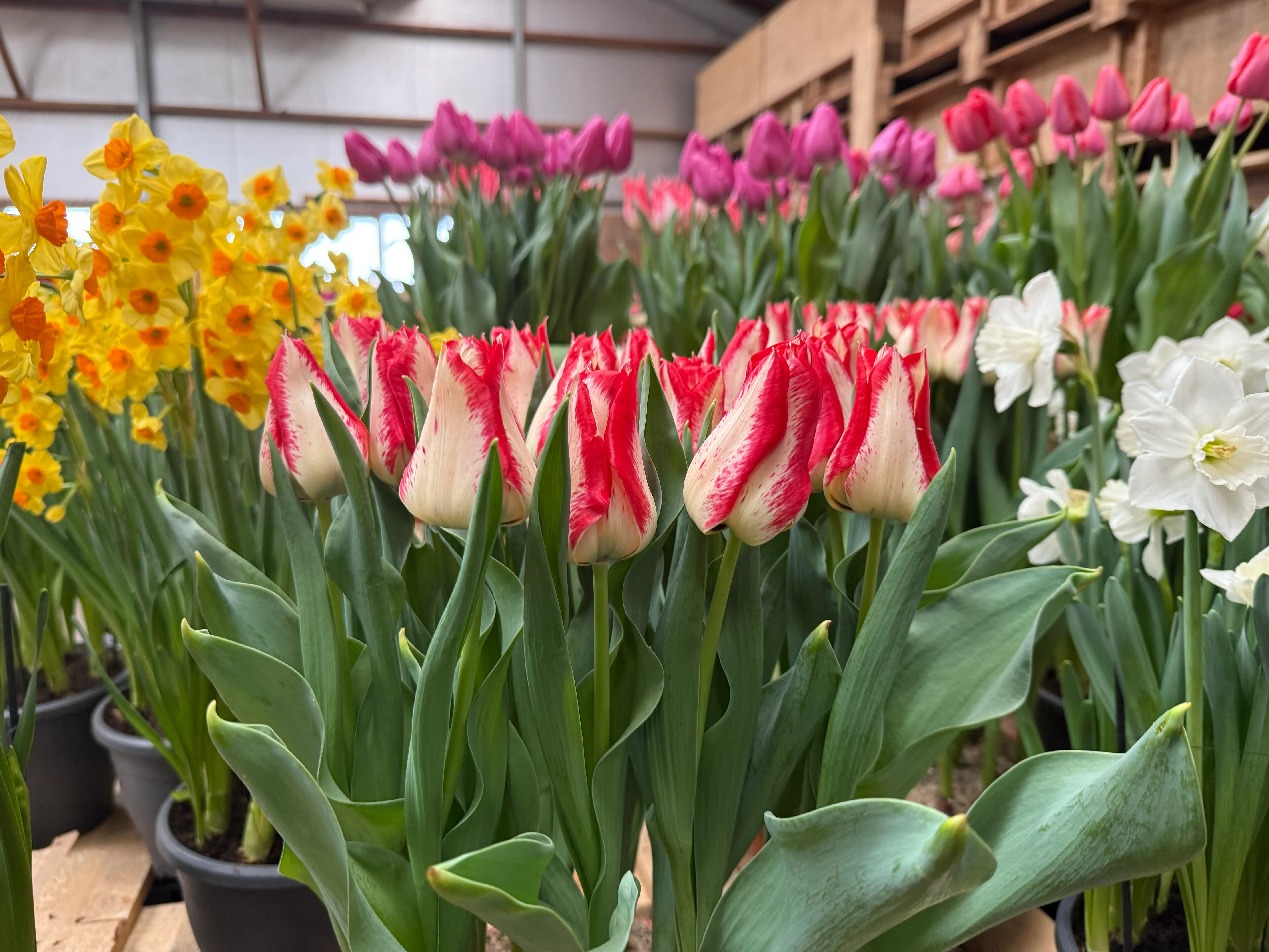 Tulip 'Nemo' - Image 8