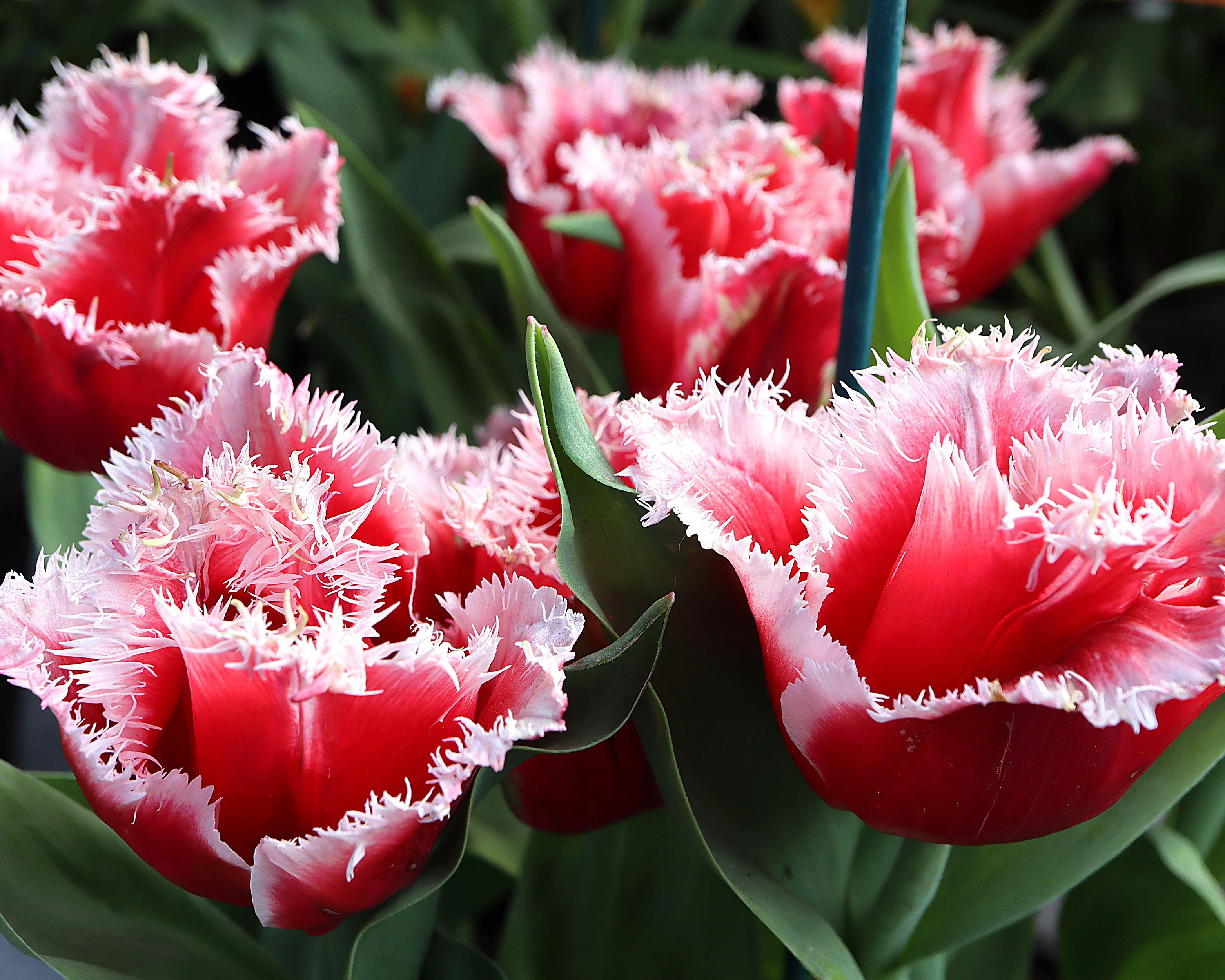 Tulip 'New Santa' - Image 8