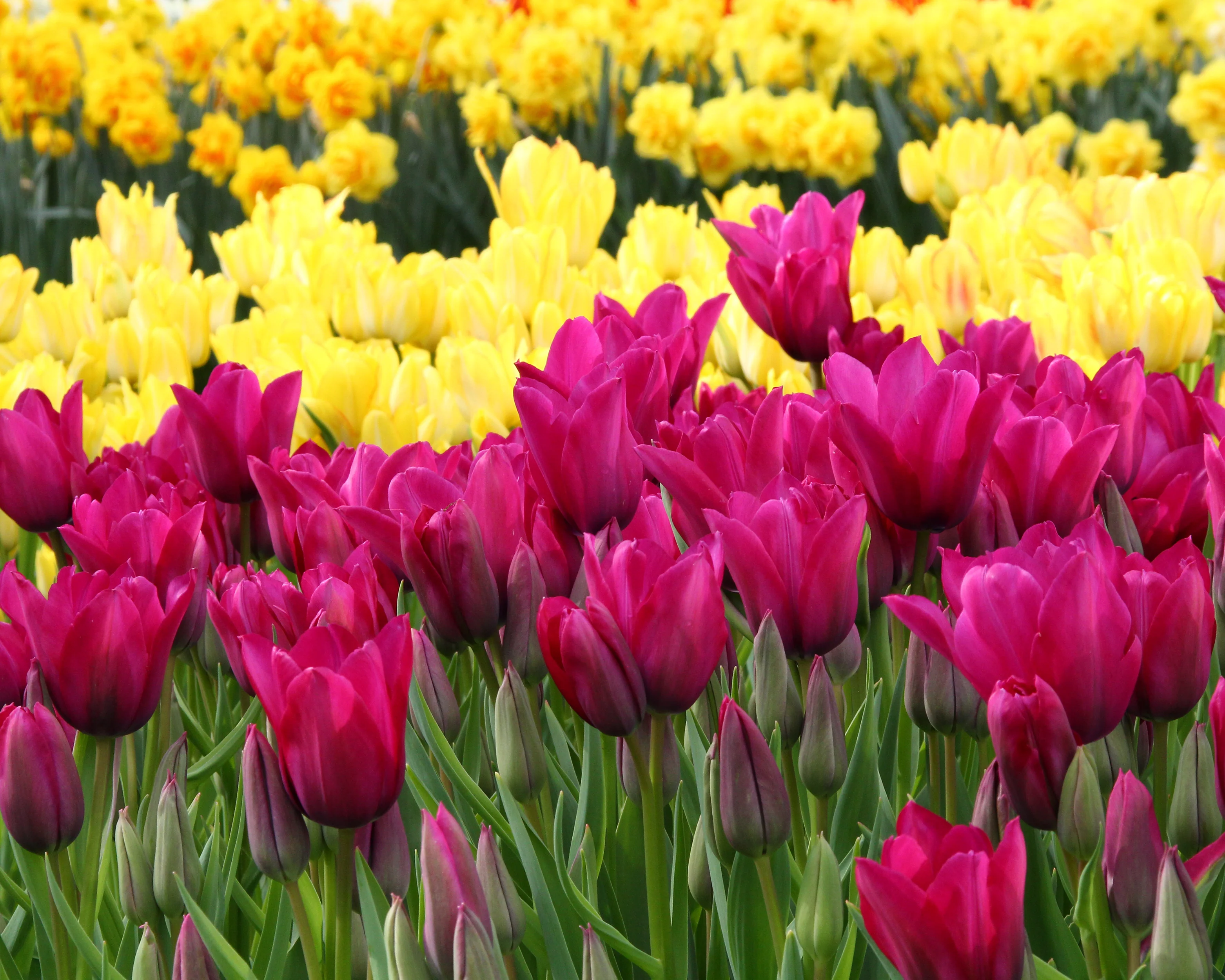 Tulip 'Night Club' - Image 5