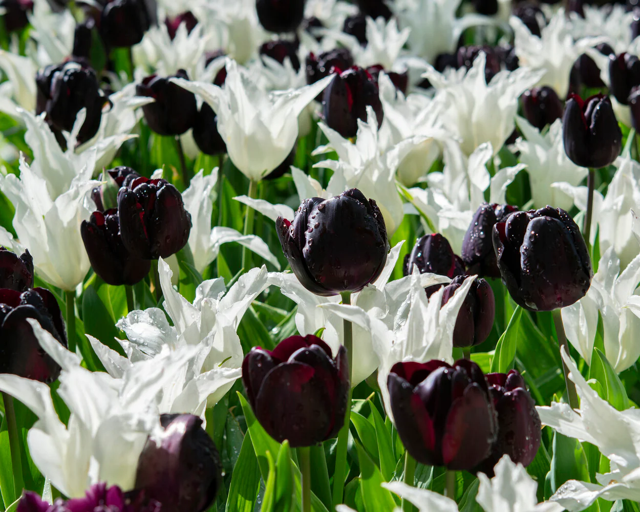 Tulip 'Nightmare' - Image 11