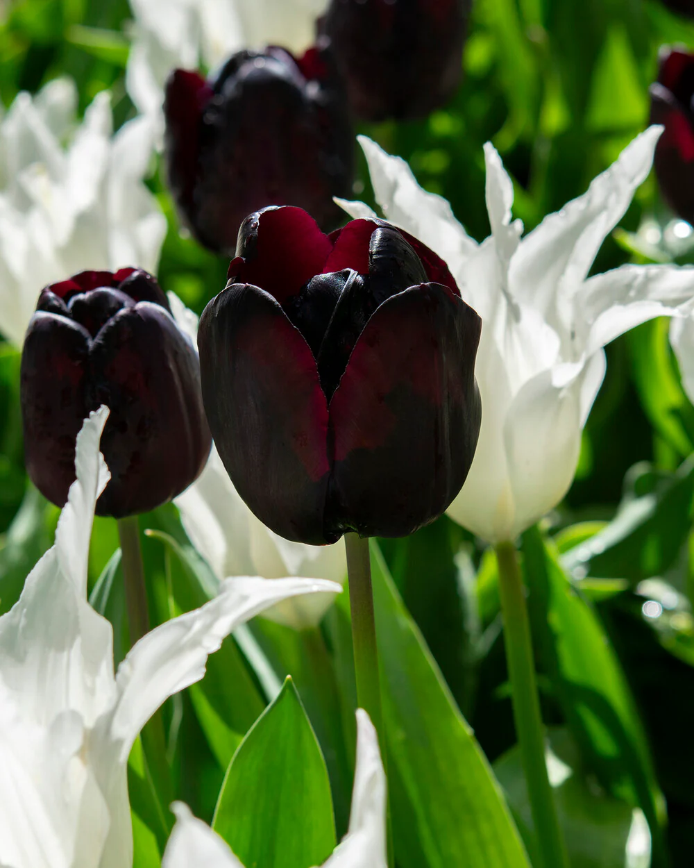 Tulip 'Nightmare' - Image 12
