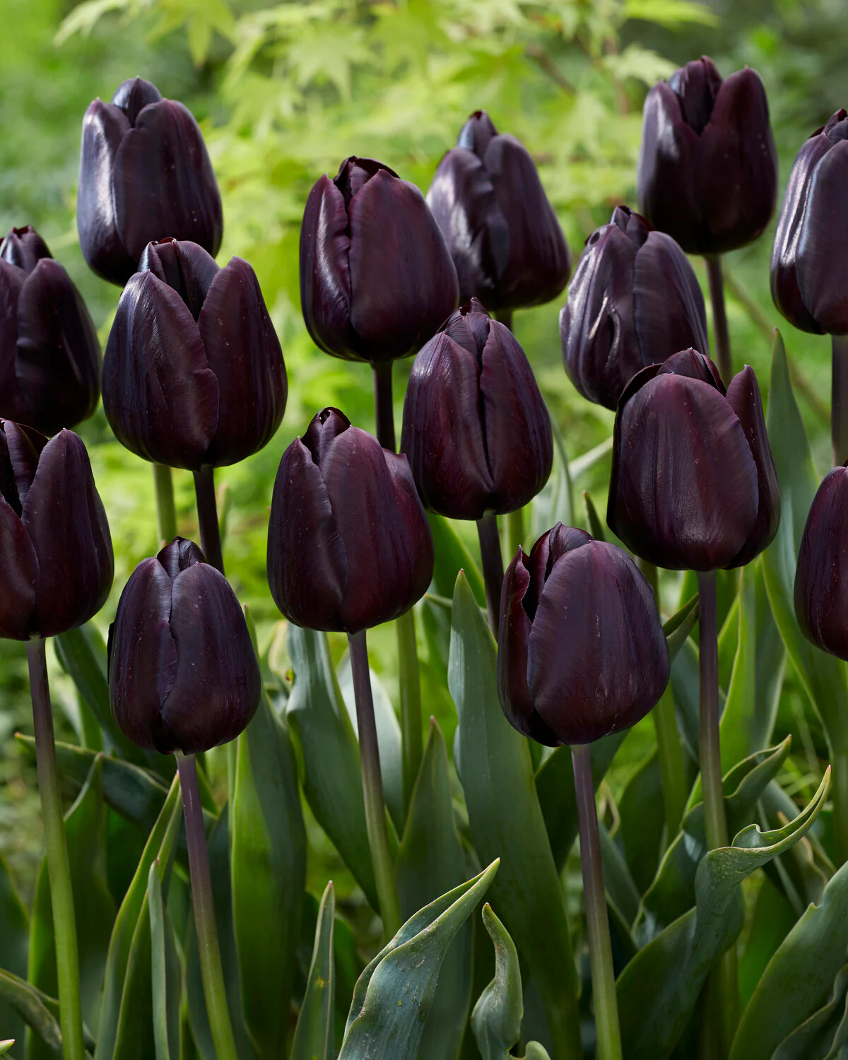 Tulip 'Nightmare' - Image 13