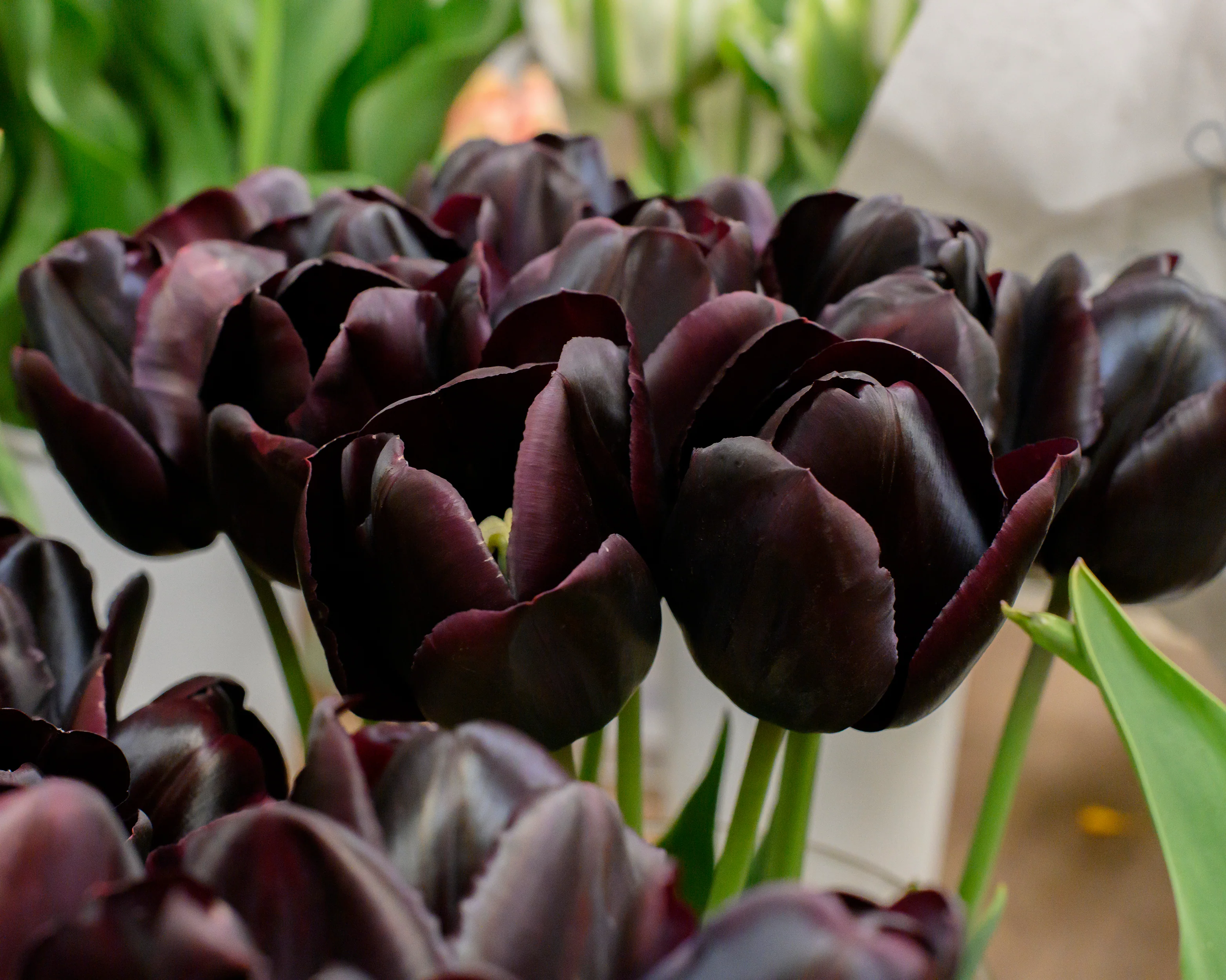 Tulip 'Nightmare' - Image 14