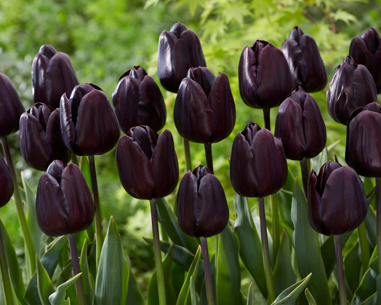 Tulip 'Nightmare' - Image 3