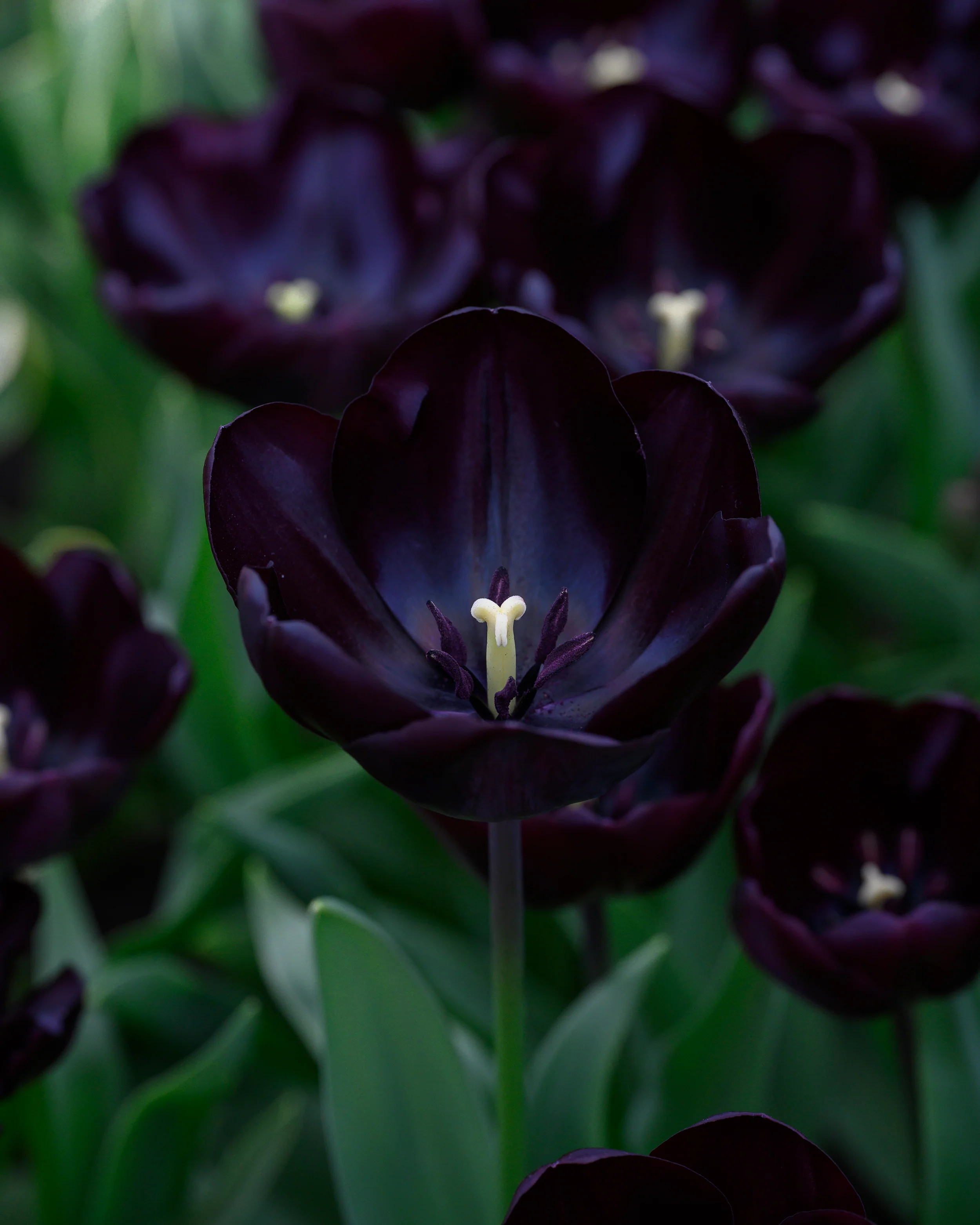 Tulip 'Nightmare' - Image 8
