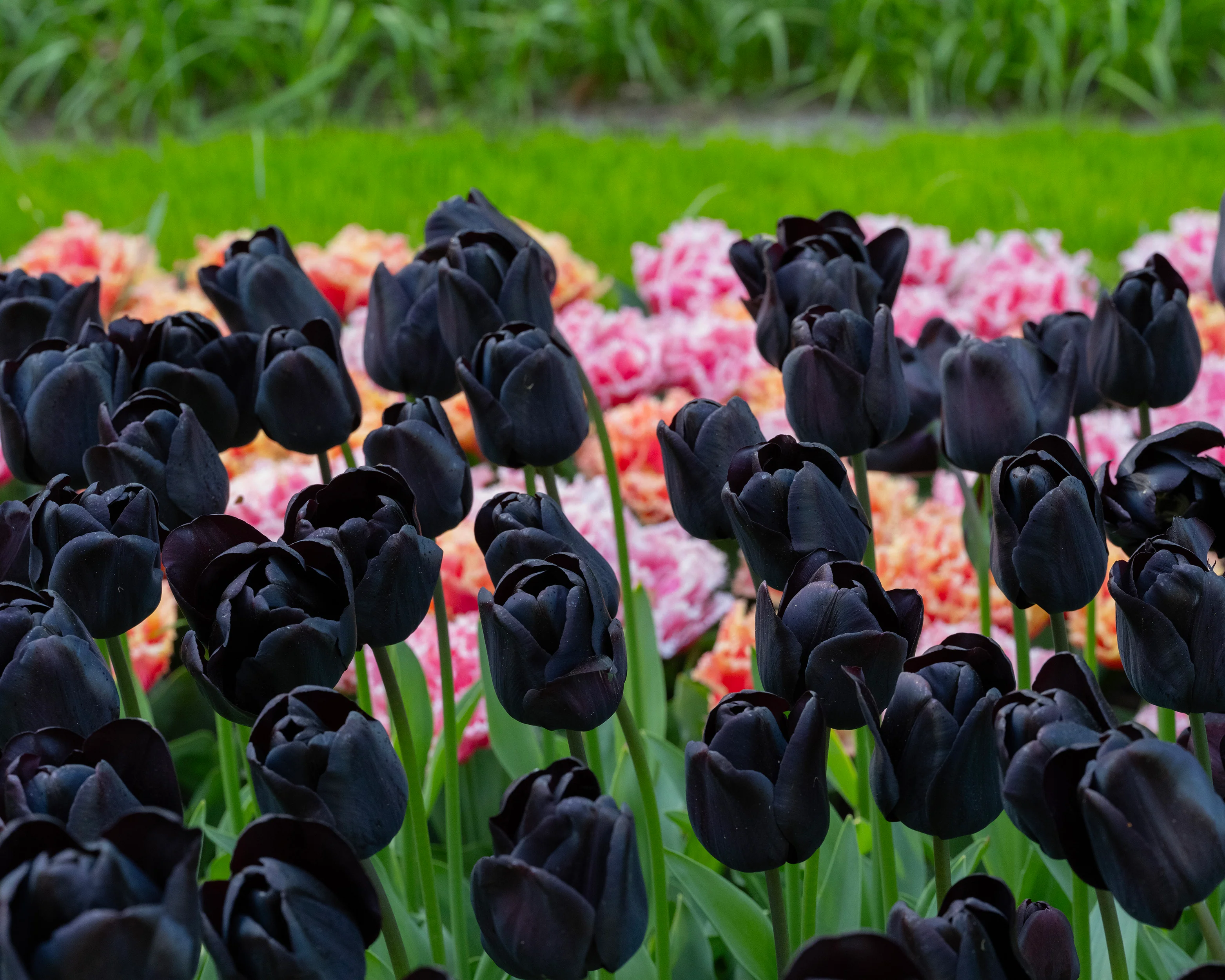 Tulip 'Nightwish' - Image 3