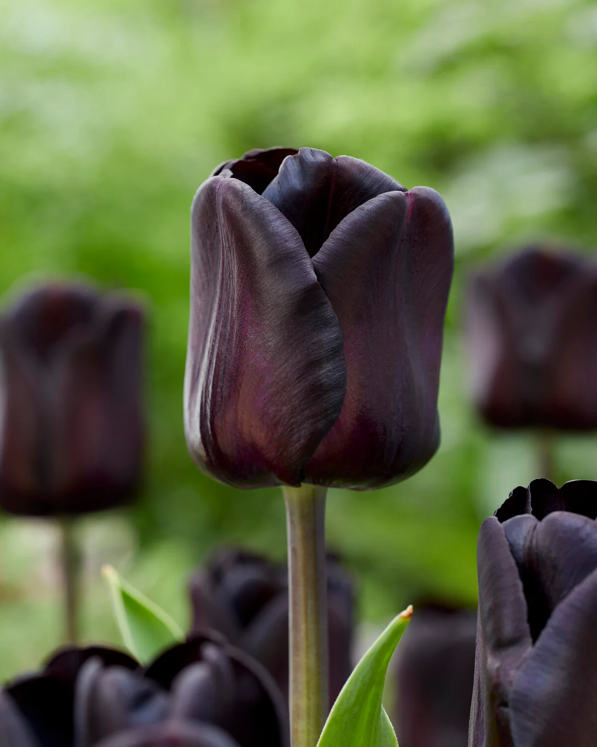 Tulip 'Nightwish' - Image 4