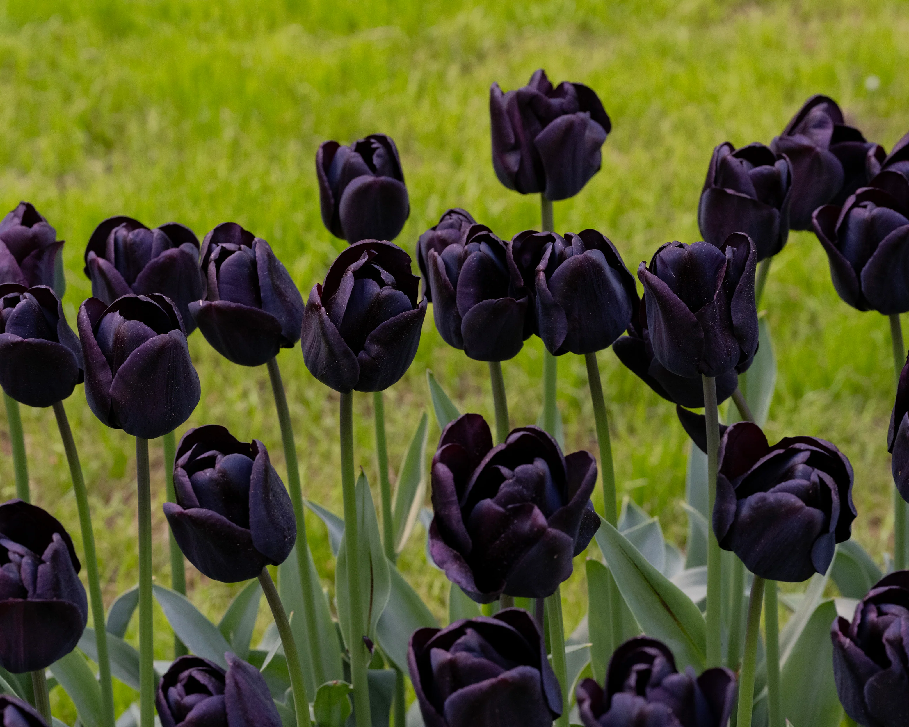 Tulip 'Nightwish' - Image 5