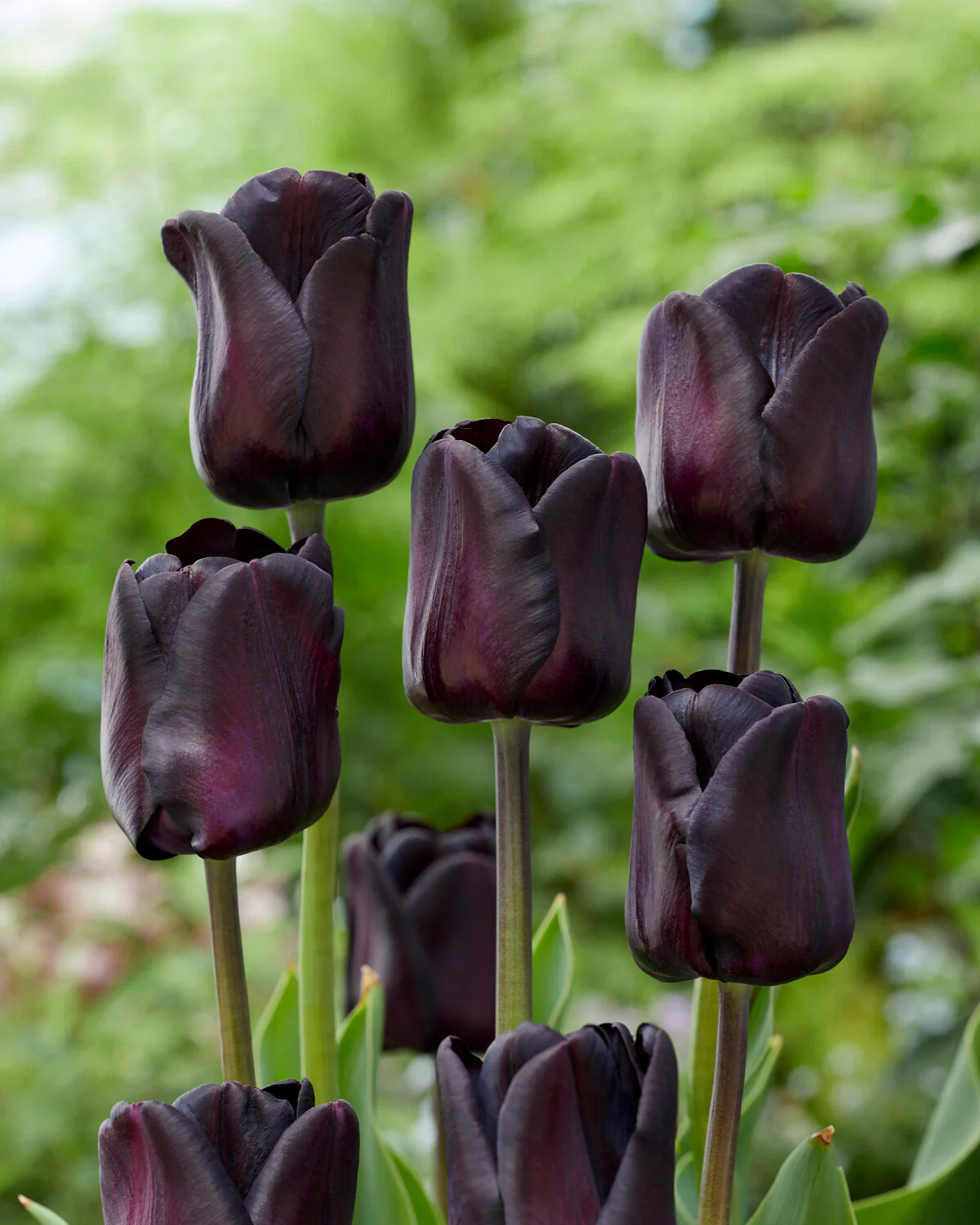 Tulip 'Nightwish' - Image 6