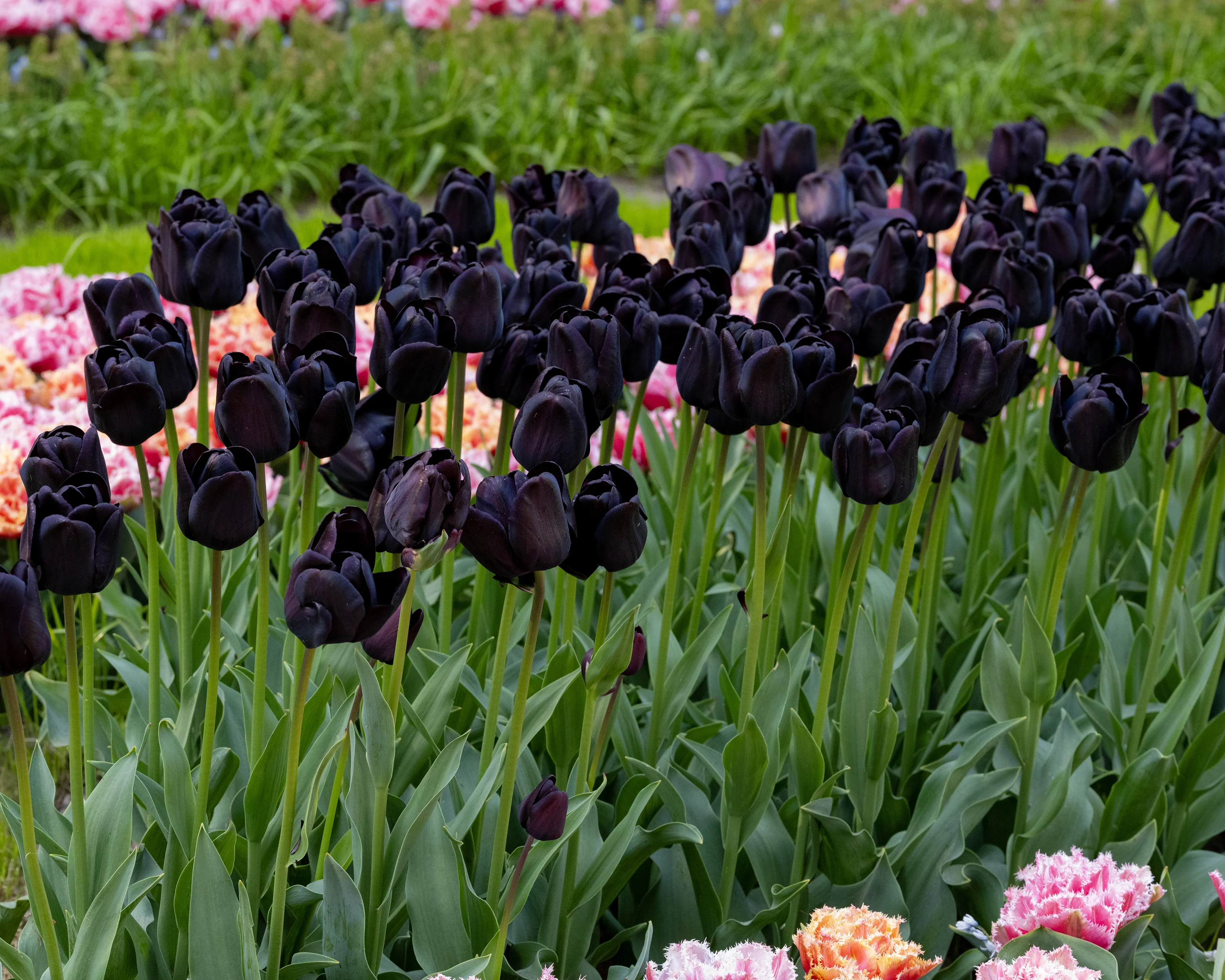 Tulip 'Nightwish' - Image 7