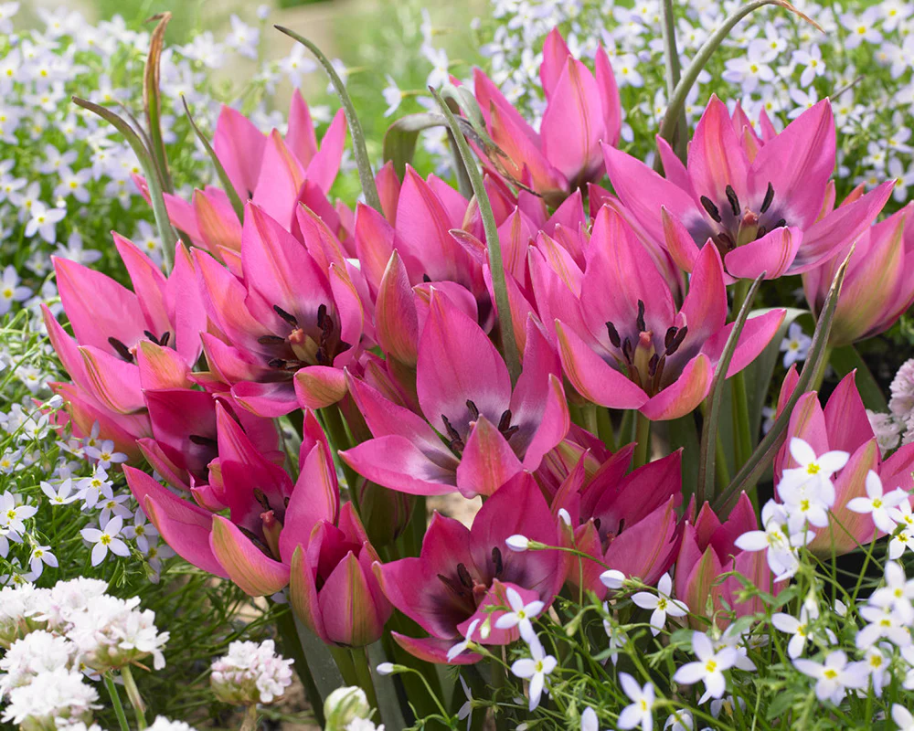 Tulip 'Norah' - Image 2