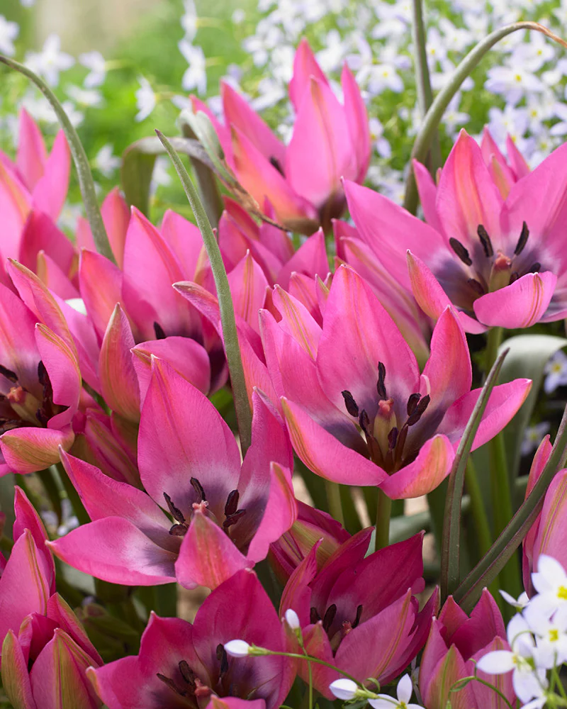 Tulip 'Norah' - Image 3