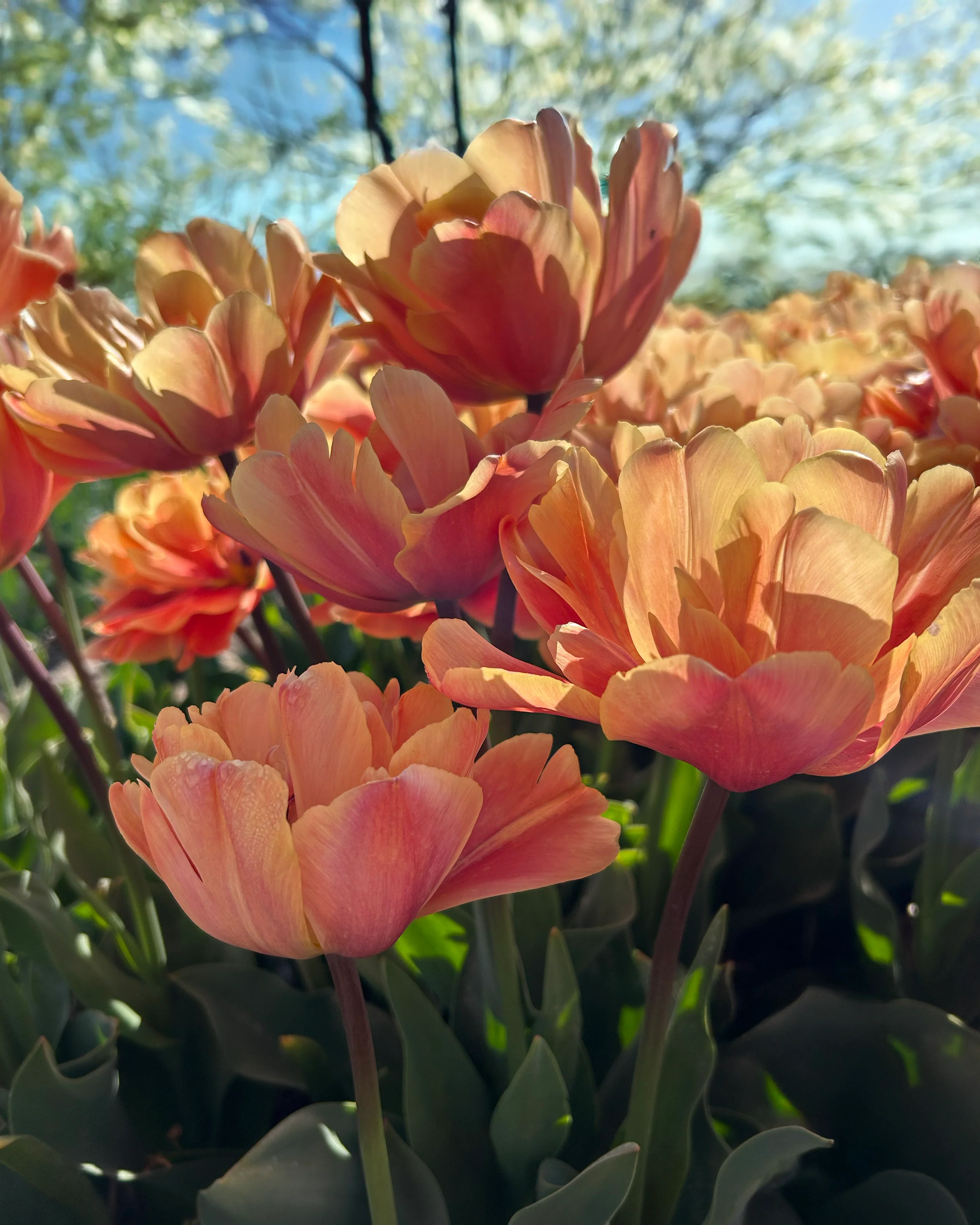 Tulip 'Oakheart'