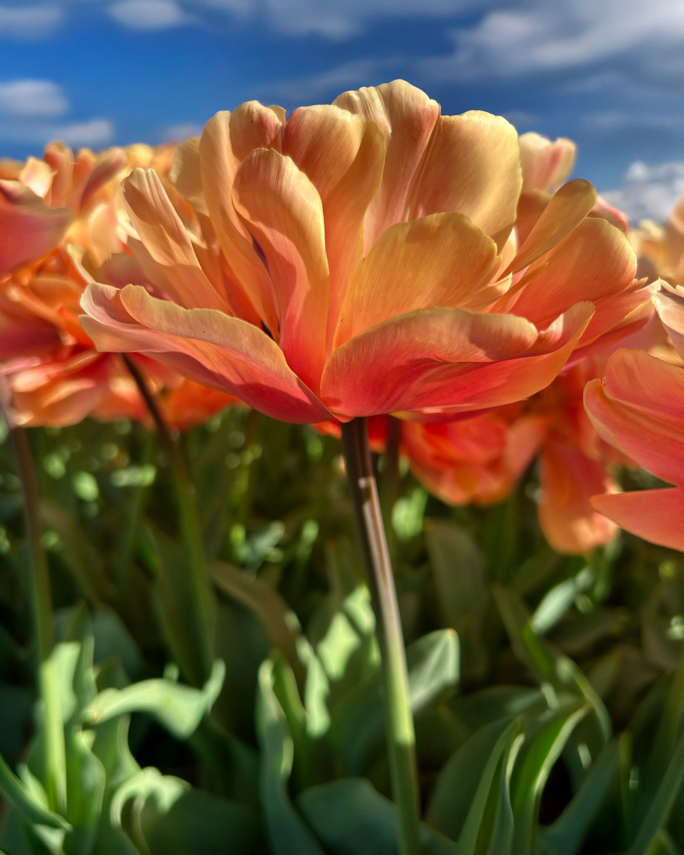 Tulip 'Oakheart' - Image 2