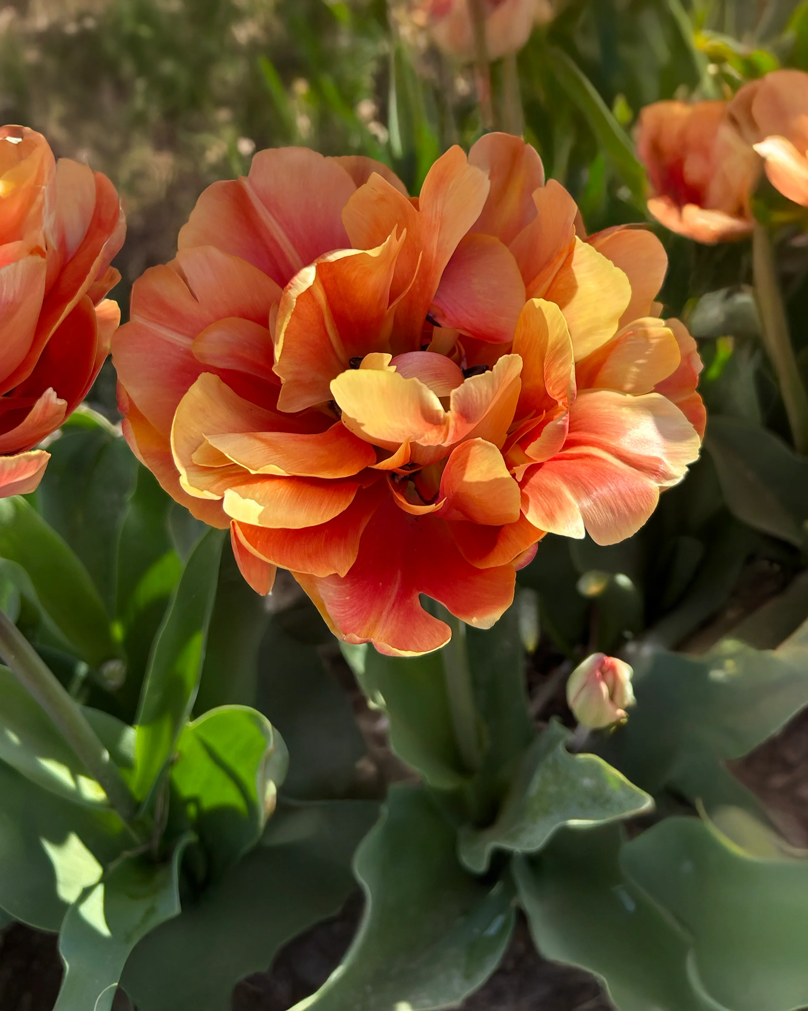 Tulip 'Oakheart' - Image 4