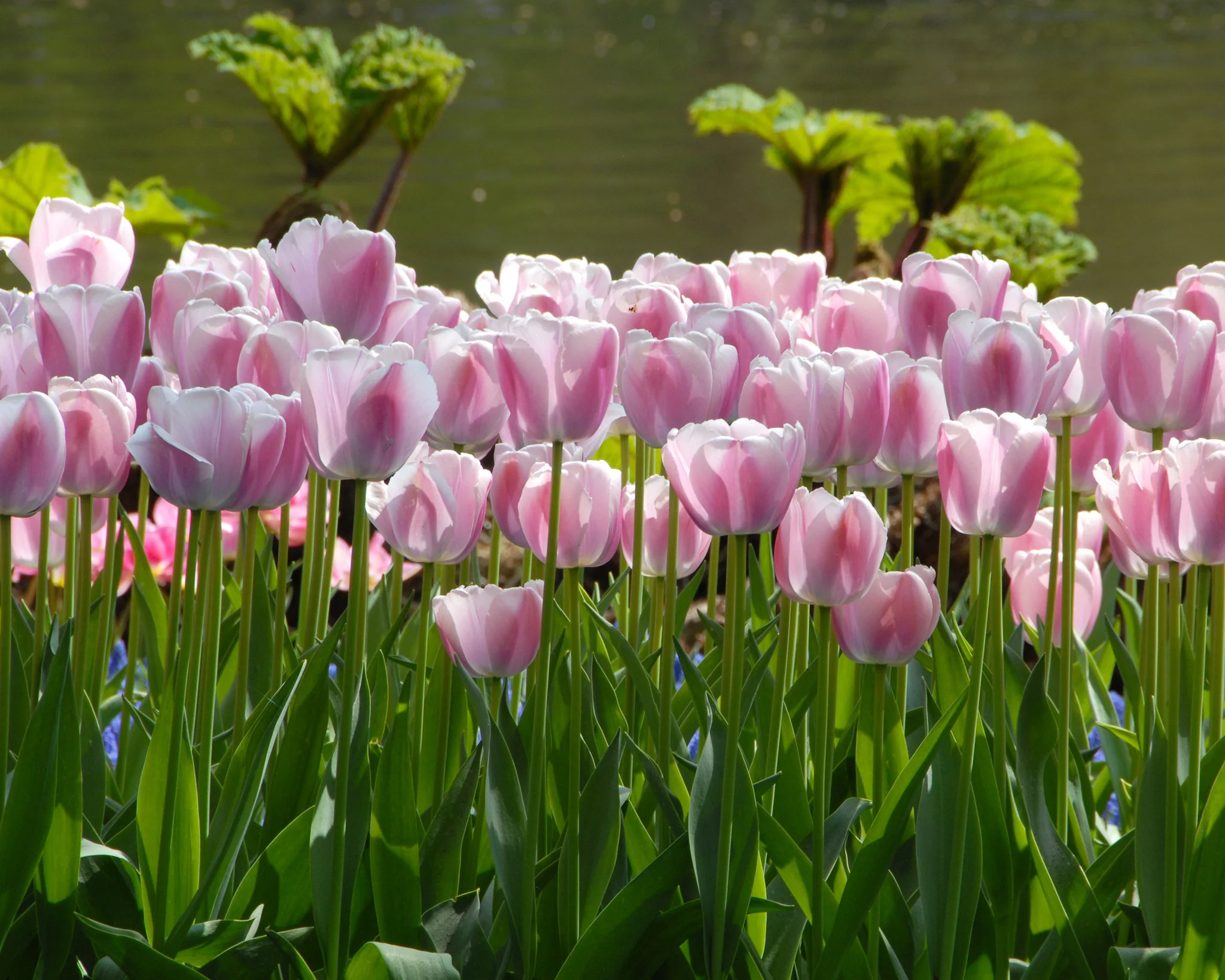 Tulip 'Ollioules' - Image 2