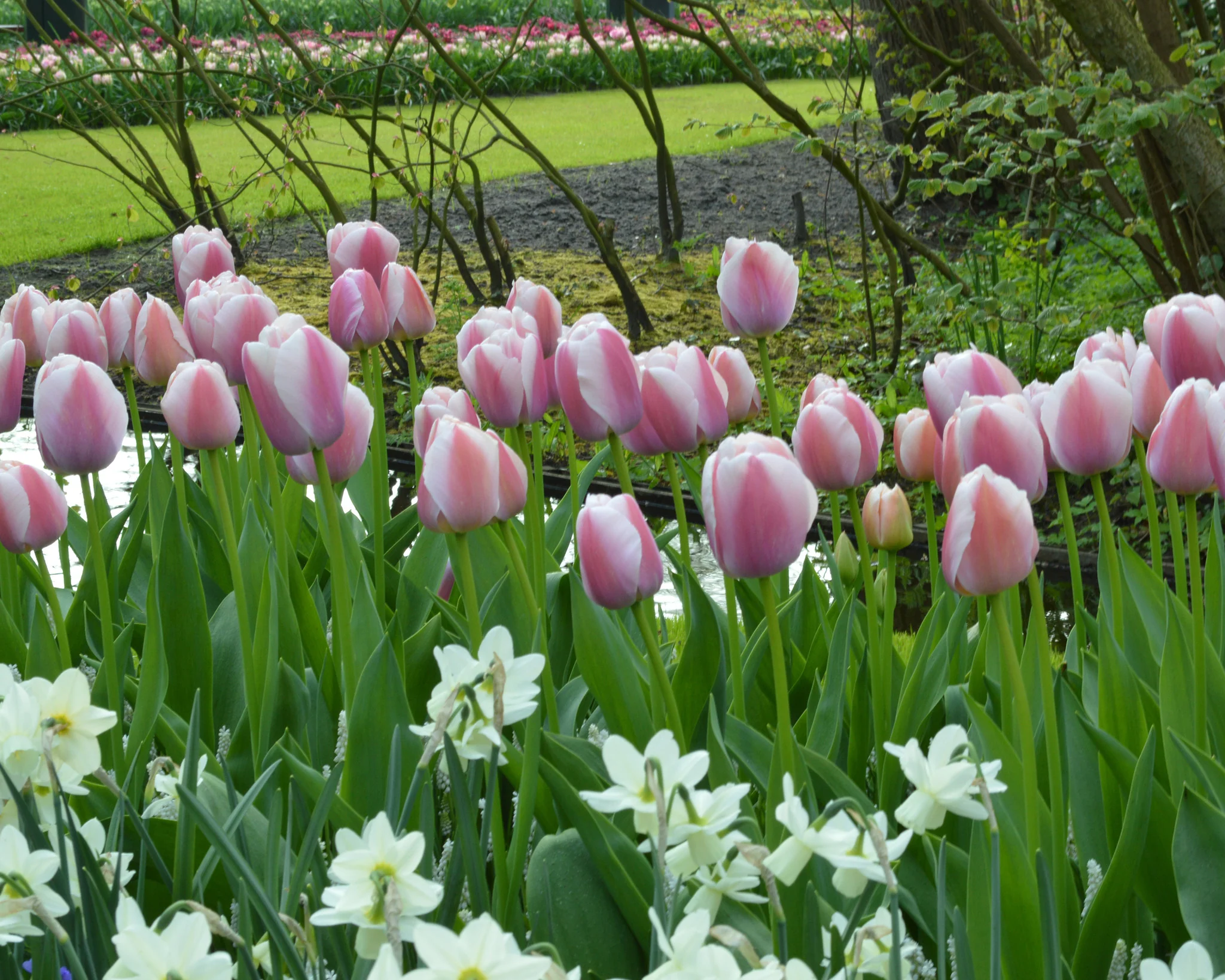 Tulip 'Ollioules' - Image 3