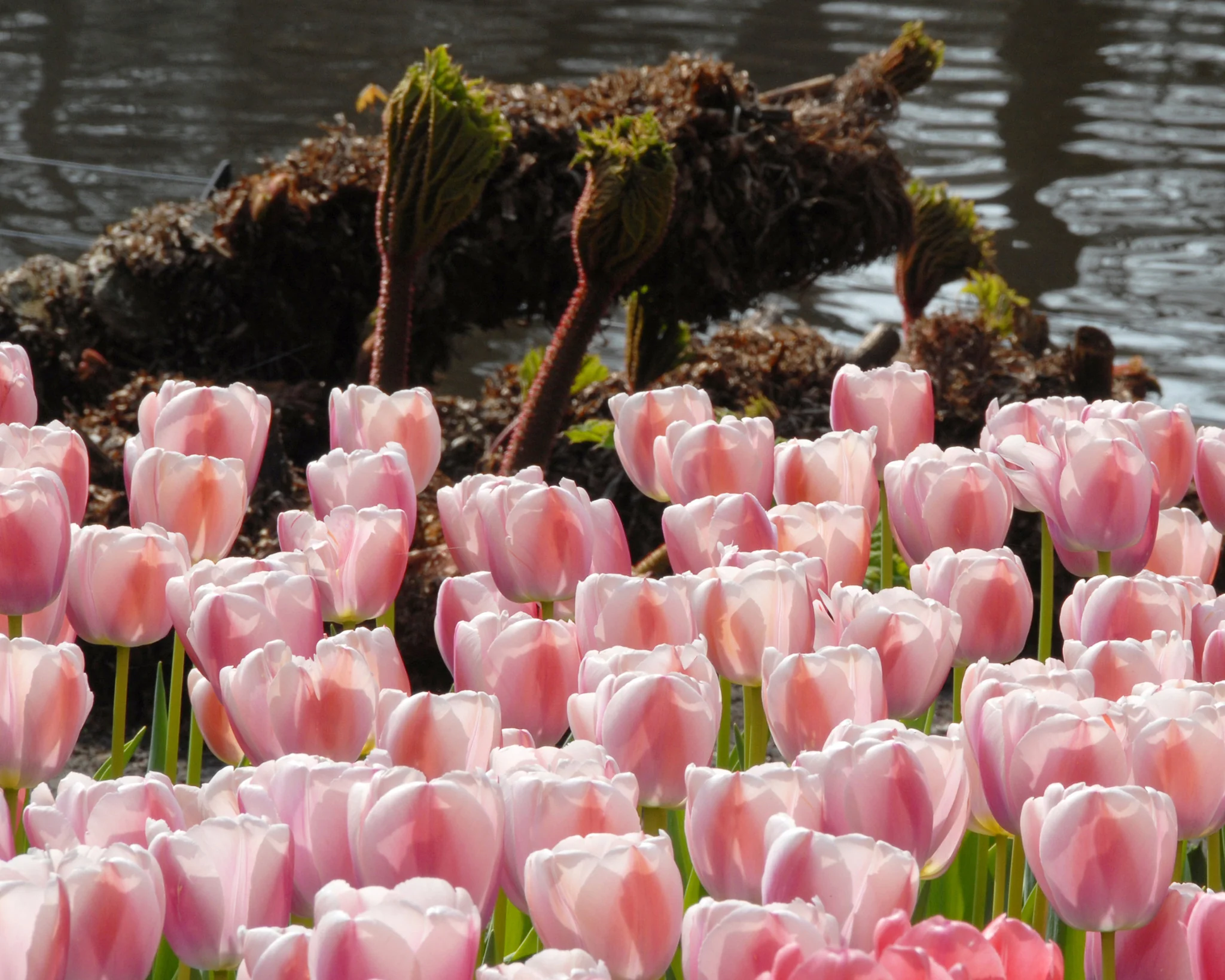 Tulip 'Ollioules' - Image 4