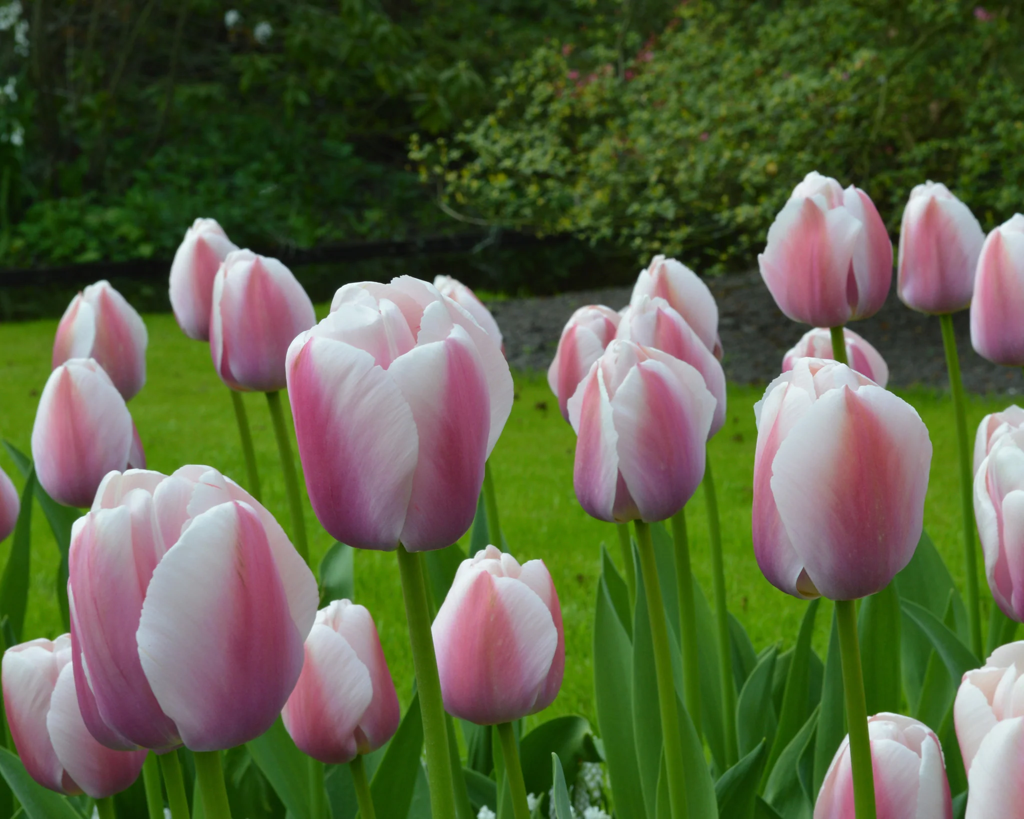 Tulip 'Ollioules' - Image 5