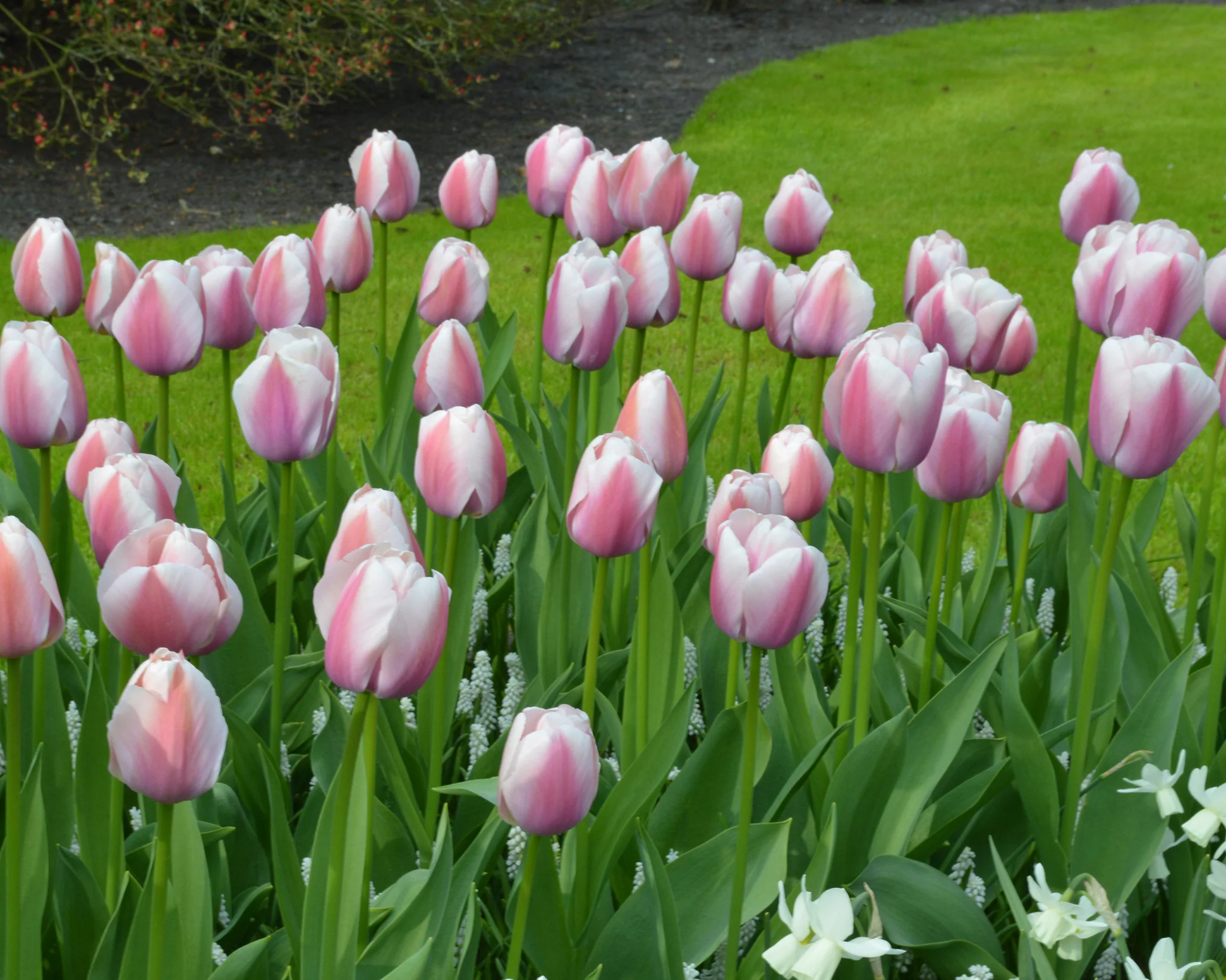 Tulip 'Ollioules' - Image 6