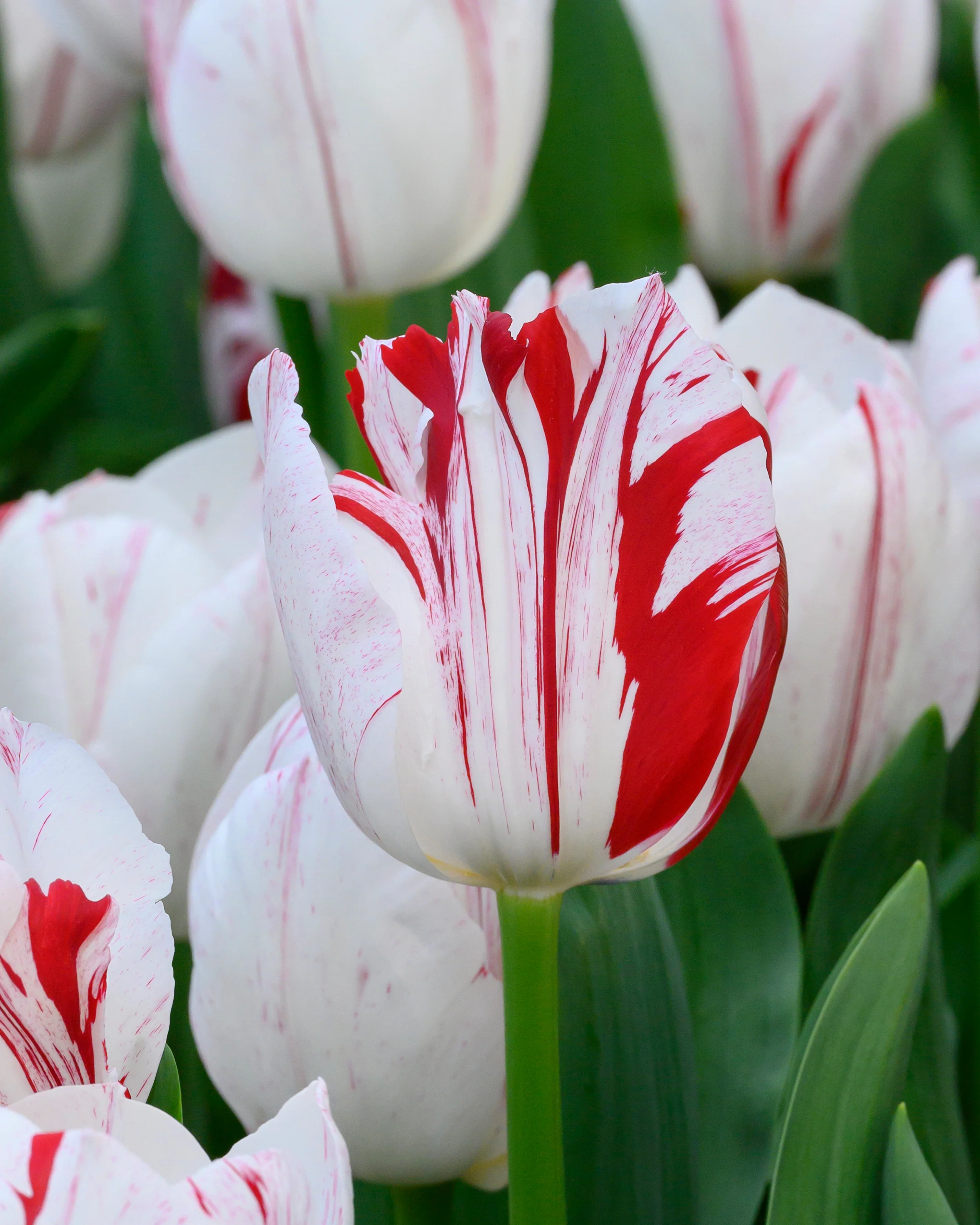 Tulip 'One Direction' - Image 10