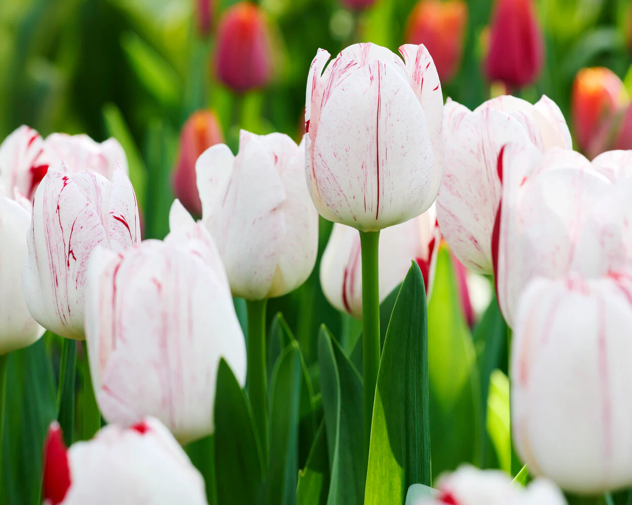 Tulip 'One Direction' - Image 12