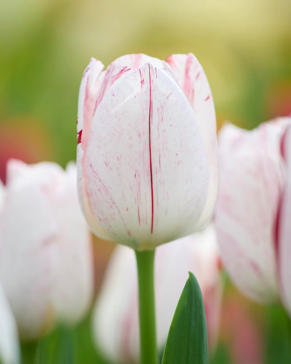Tulip 'One Direction' - Image 13