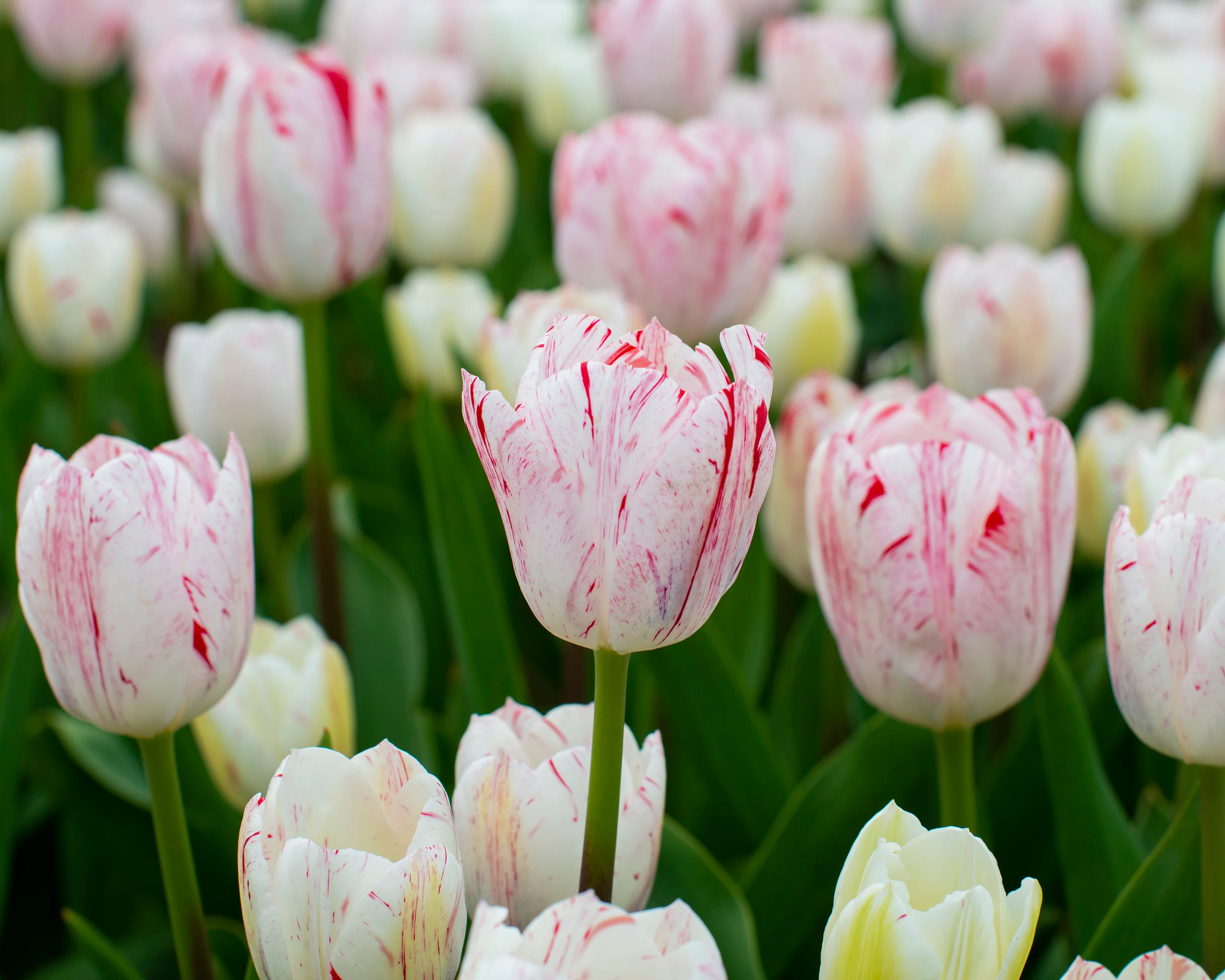 Tulip 'One Direction' - Image 2
