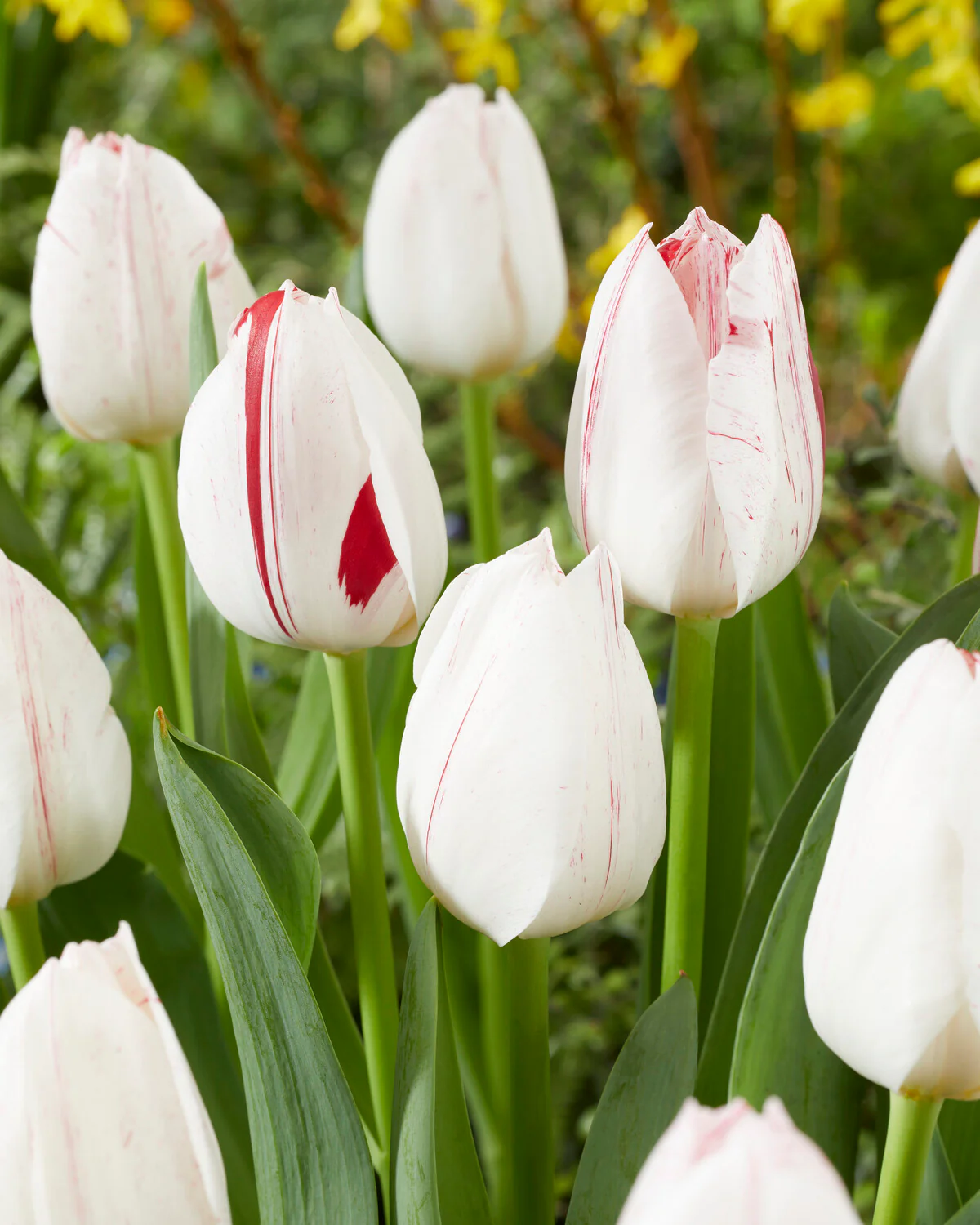 Tulip 'One Direction' - Image 3