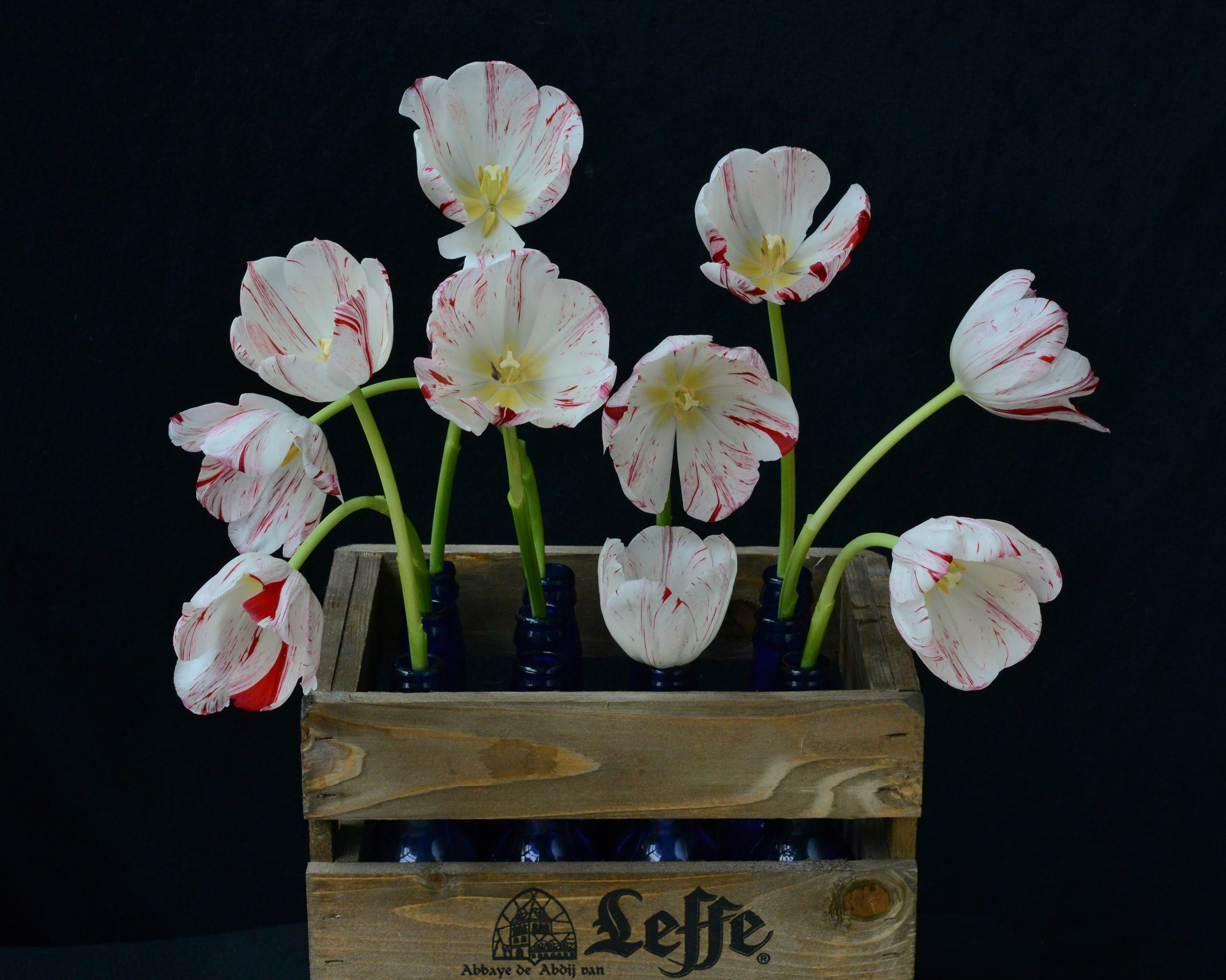 Tulip 'One Direction' - Image 5
