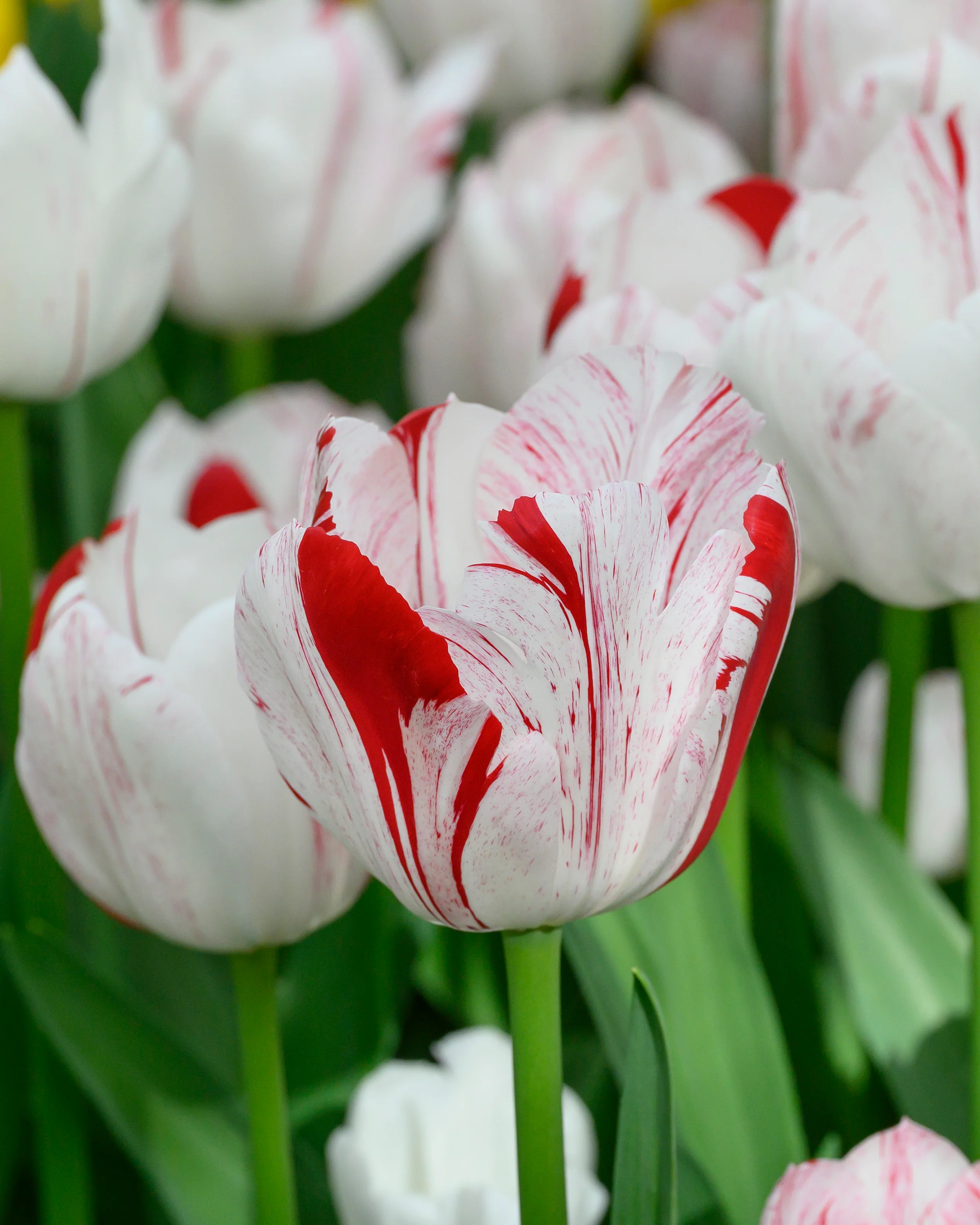 Tulip 'One Direction' - Image 6