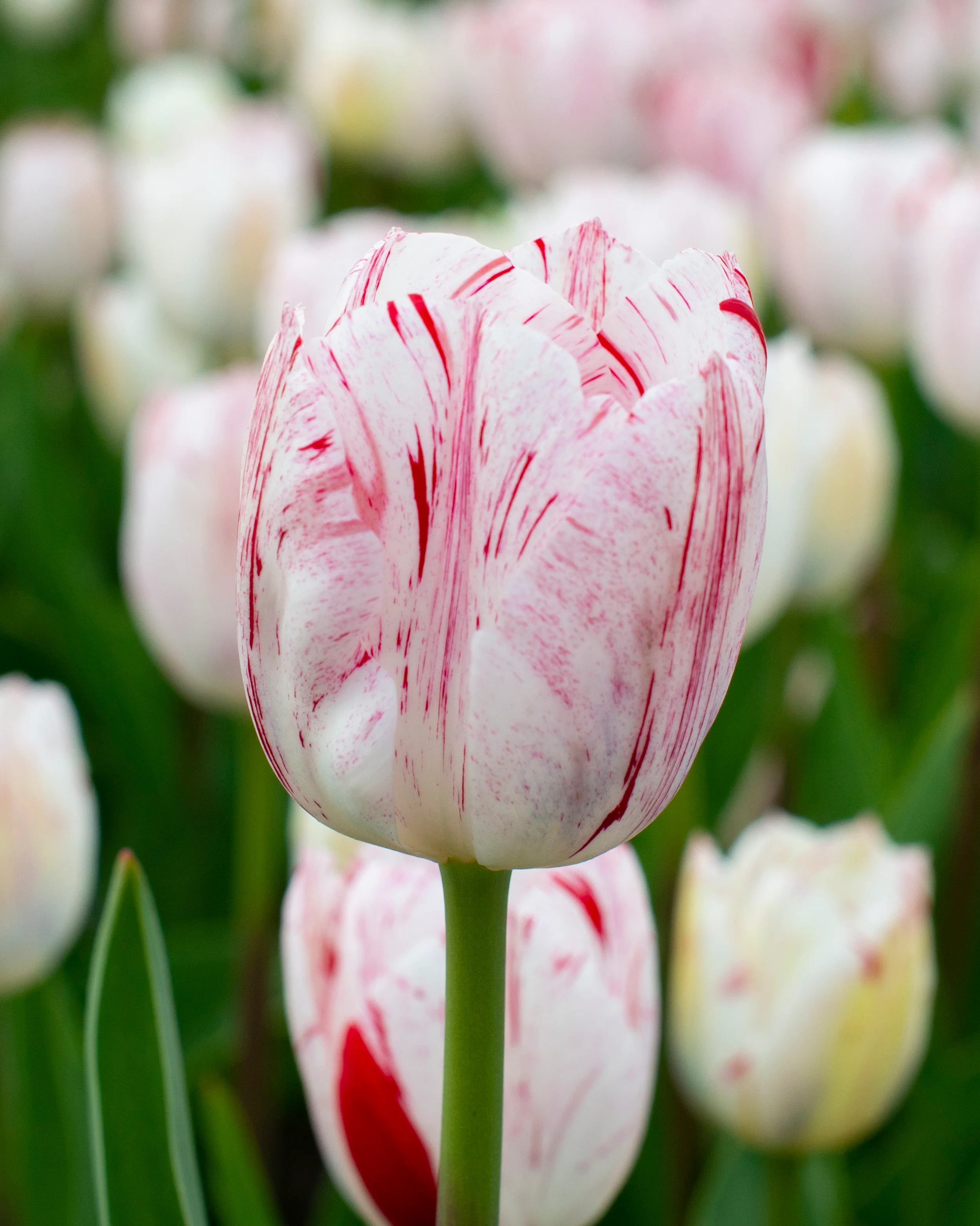 Tulip 'One Direction' - Image 7