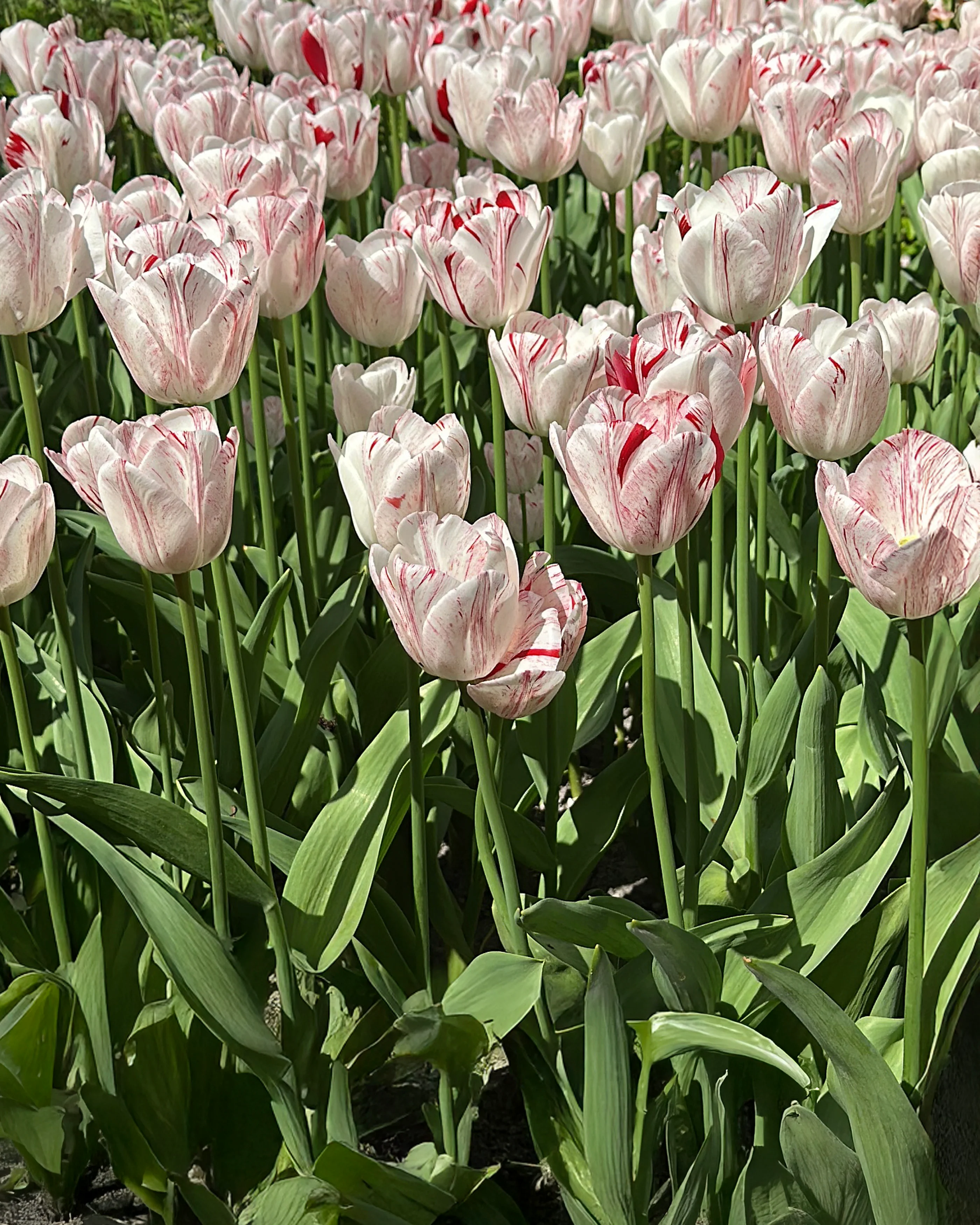 Tulip 'One Direction' - Image 8