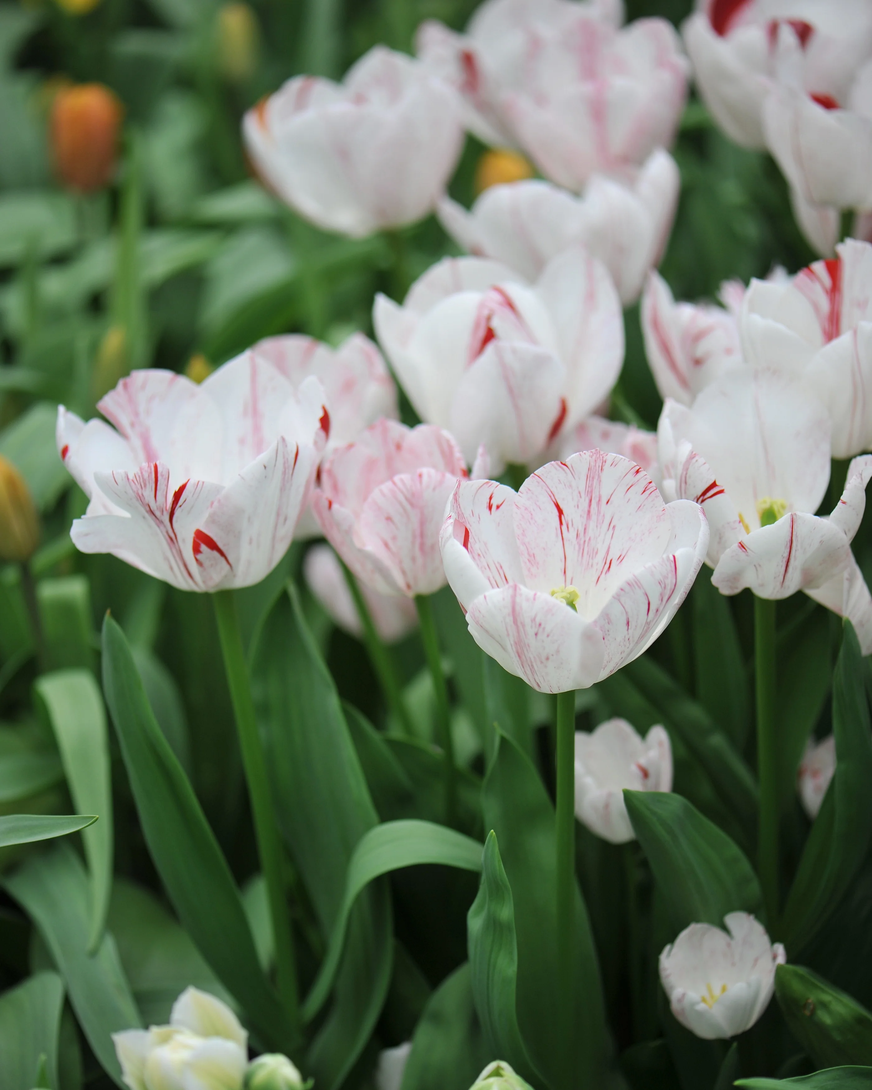 Tulip 'One Direction' - Image 9