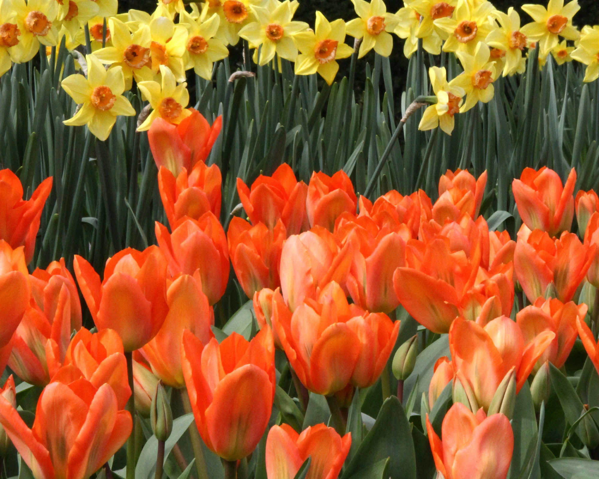 Tulip 'Orange Emperor' - Image 10
