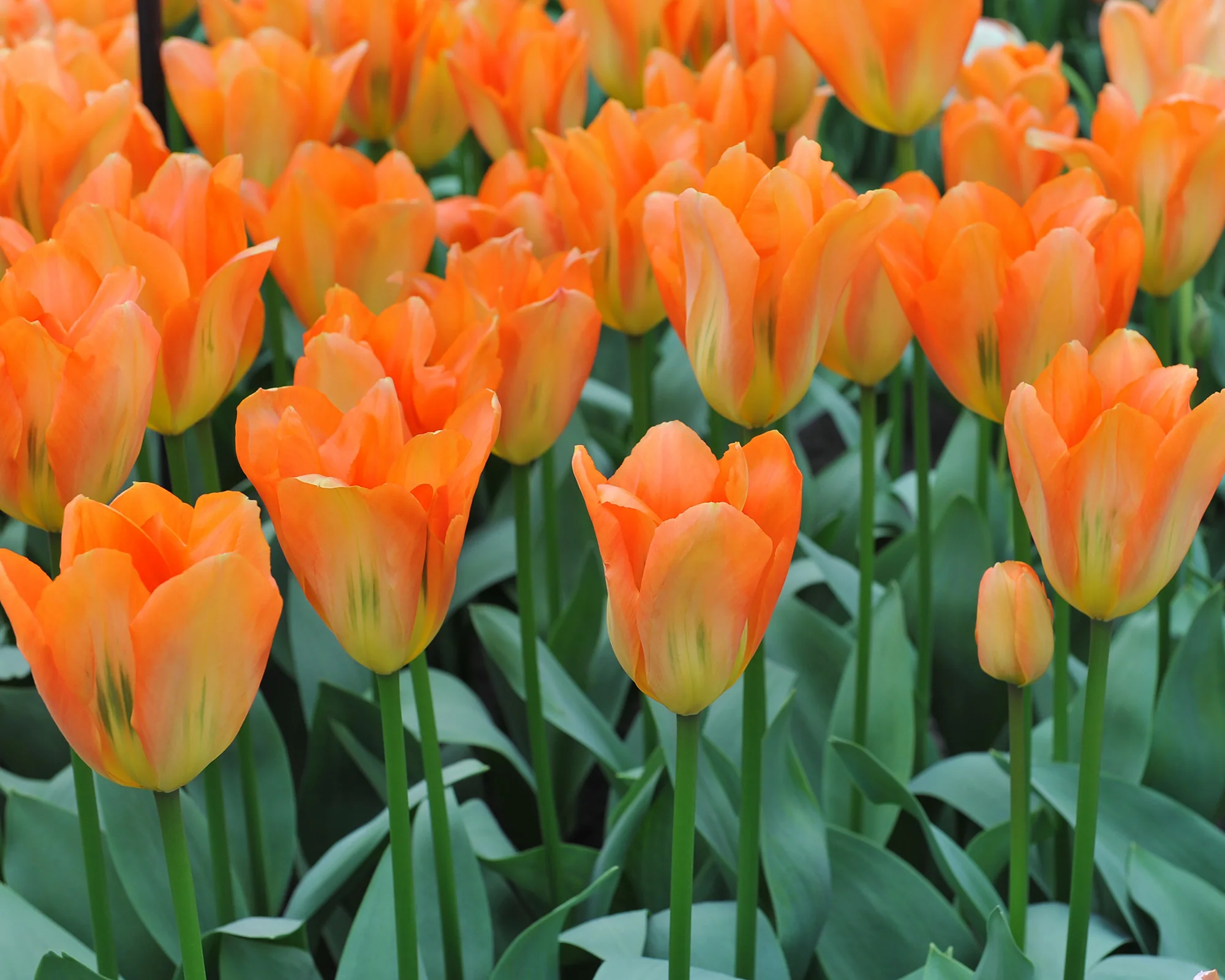Tulip 'Orange Emperor' - Image 11