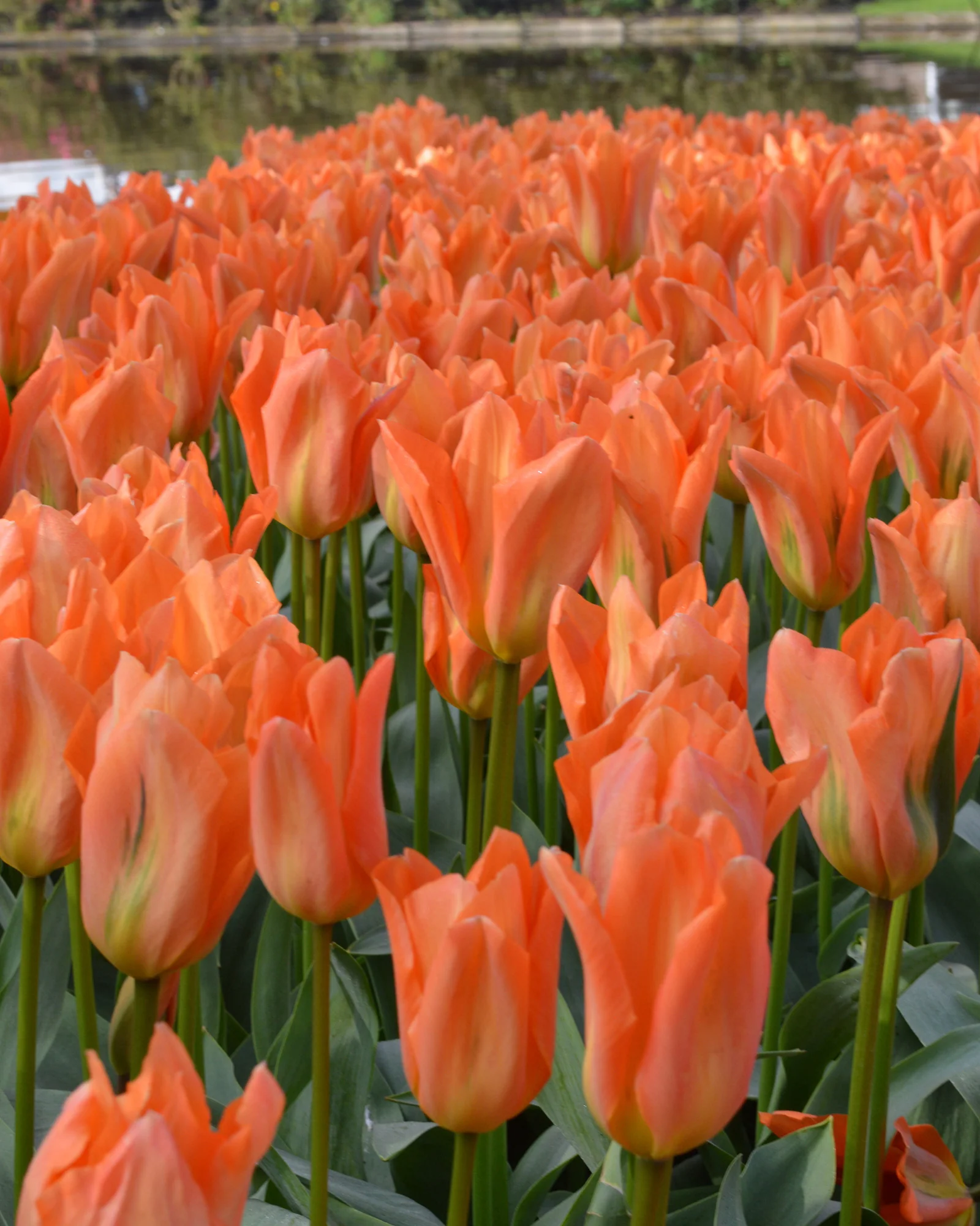 Tulip 'Orange Emperor' - Image 4