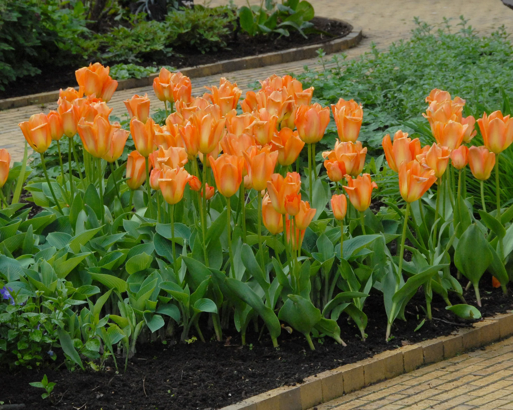 Tulip 'Orange Emperor' - Image 5